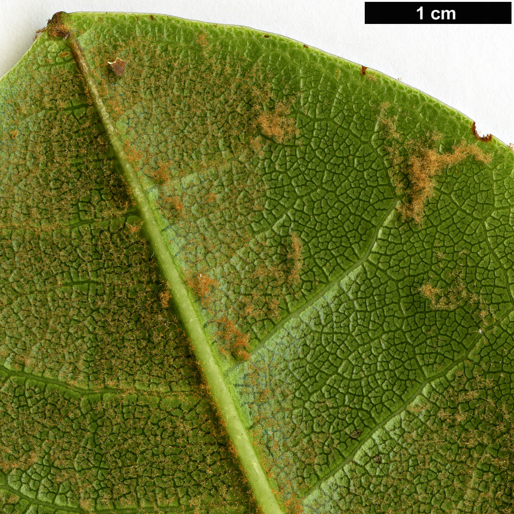 High resolution image: Family: Ericaceae - Genus: Rhododendron - Taxon: facetum