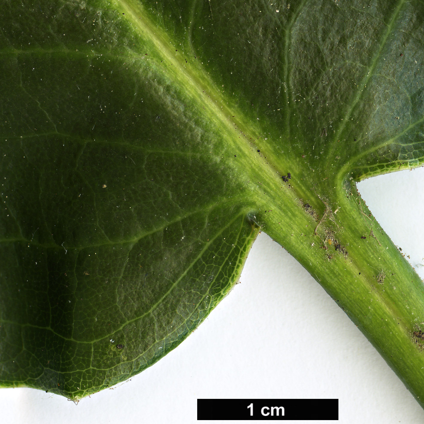 High resolution image: Family: Ericaceae - Genus: Rhododendron - Taxon: faithiae