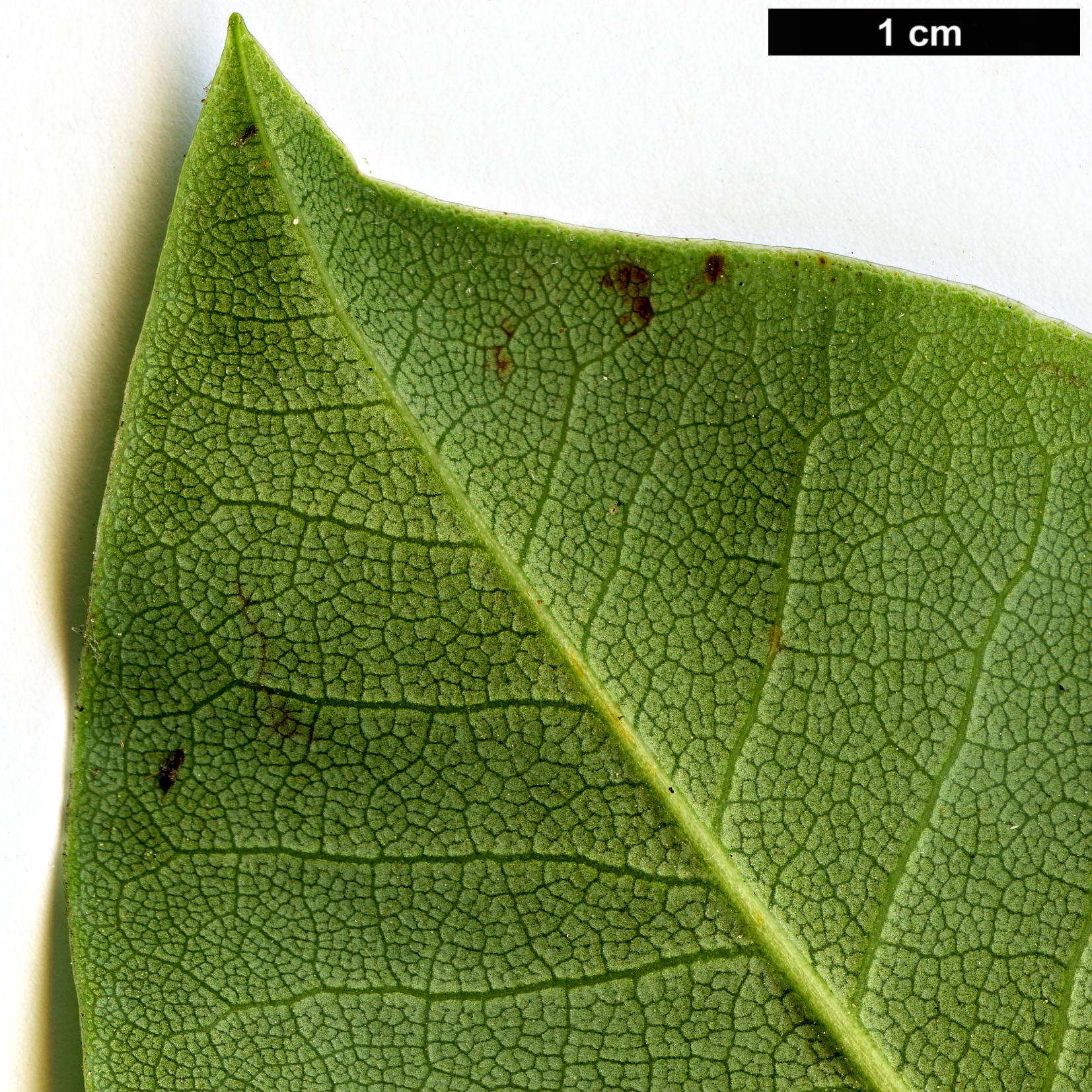 High resolution image: Family: Ericaceae - Genus: Rhododendron - Taxon: faithiae