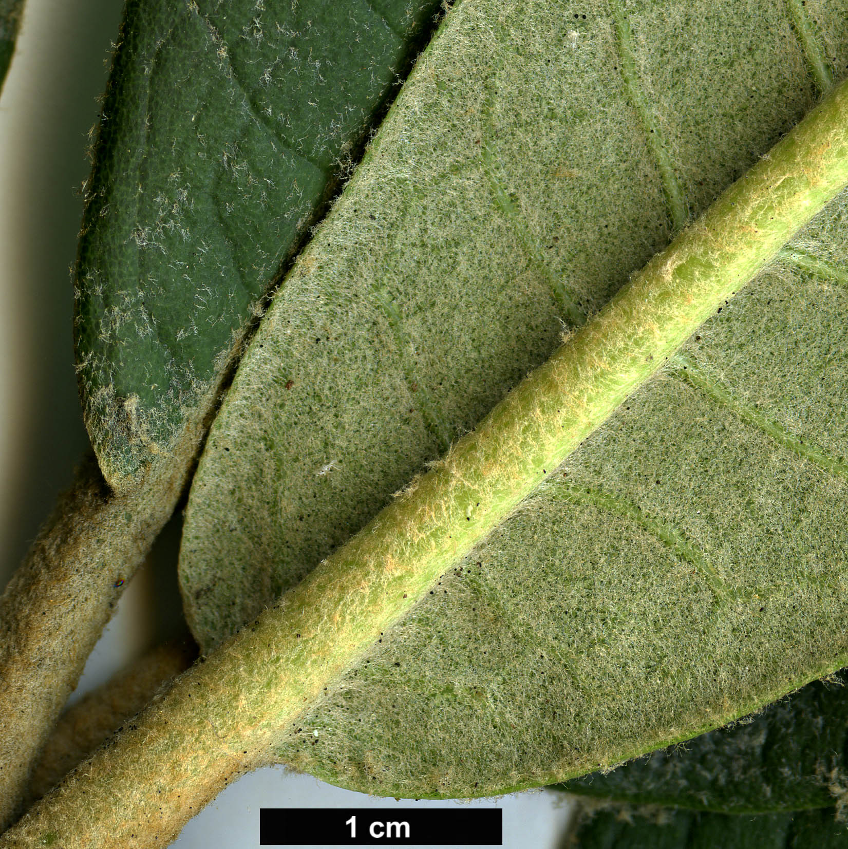 High resolution image: Family: Ericaceae - Genus: Rhododendron - Taxon: fansipanensis