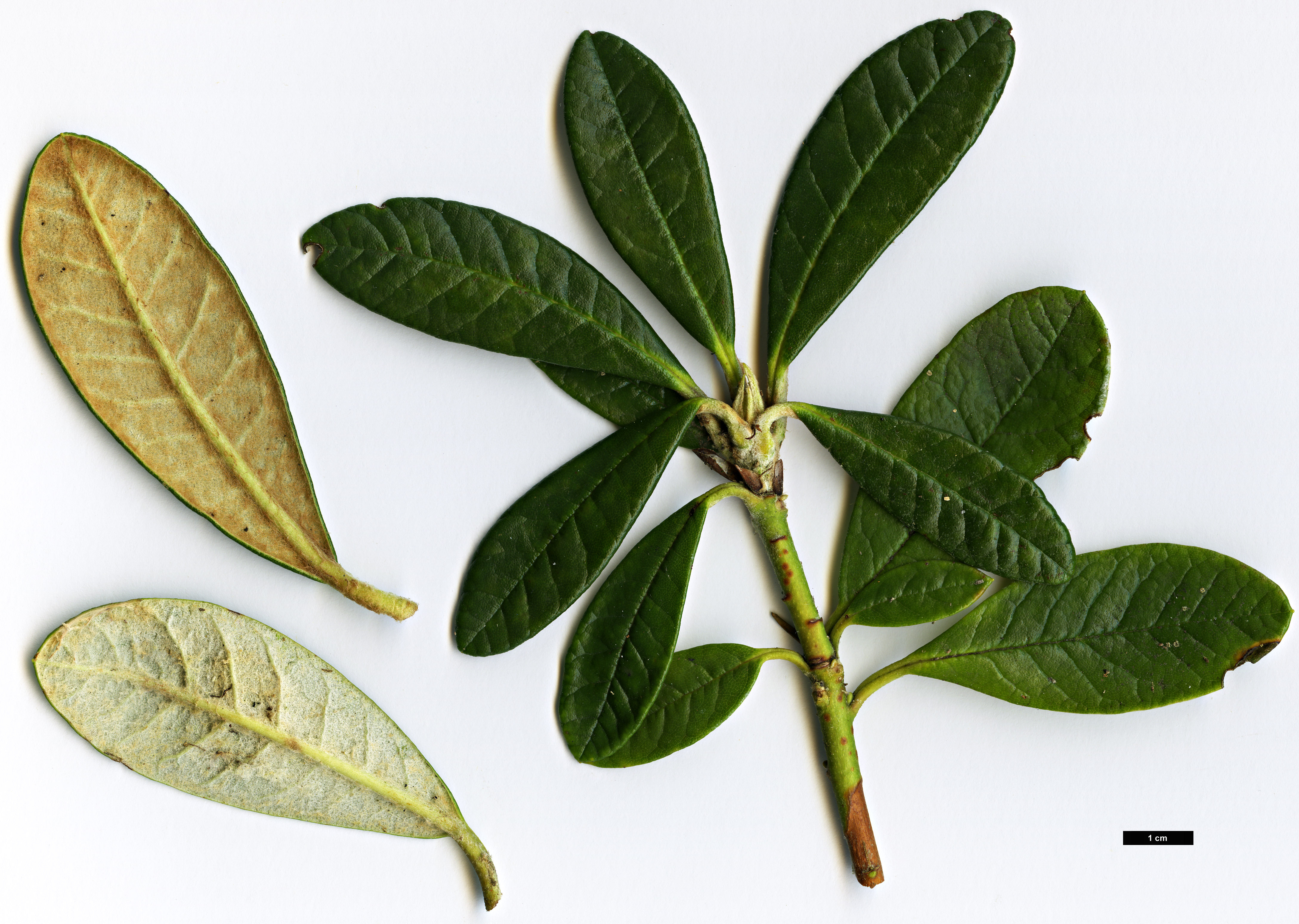 High resolution image: Family: Ericaceae - Genus: Rhododendron - Taxon: farinosum