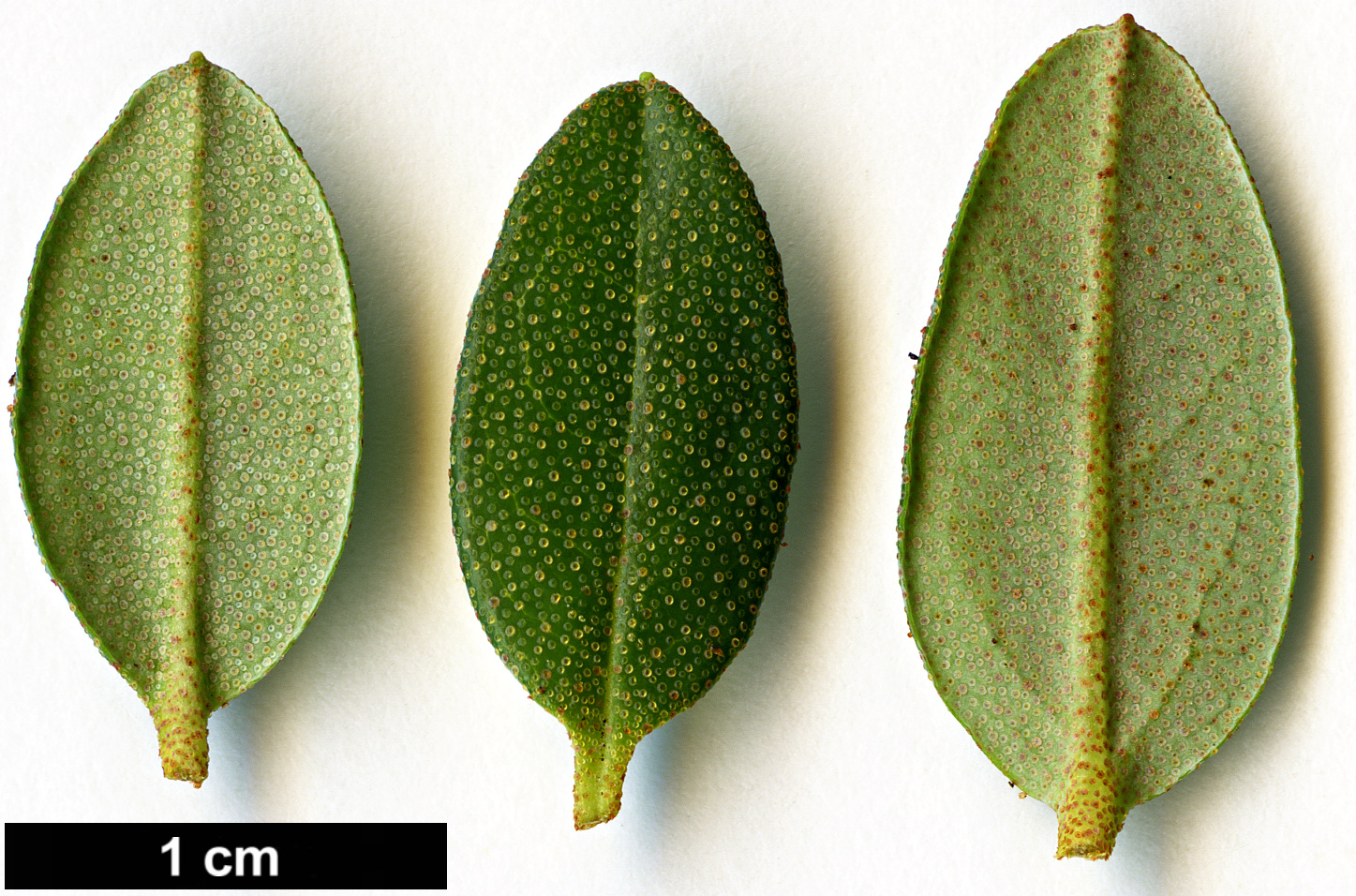 High resolution image: Family: Ericaceae - Genus: Rhododendron - Taxon: fastigiatum