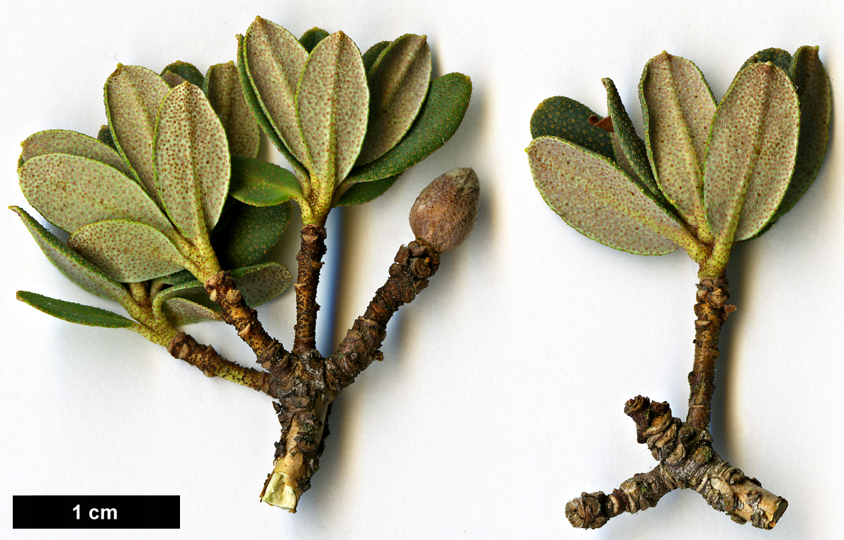 High resolution image: Family: Ericaceae - Genus: Rhododendron - Taxon: fastigiatum