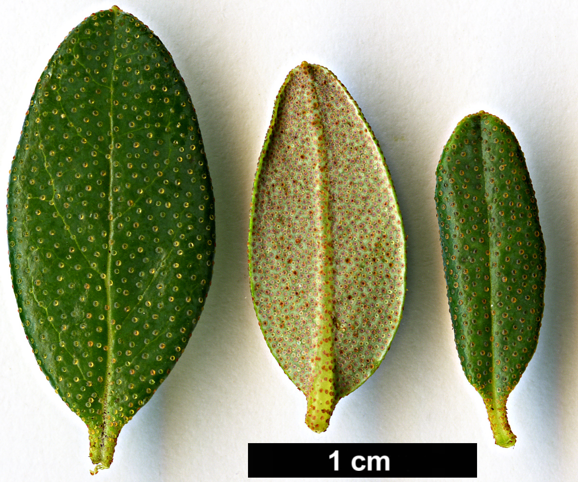 High resolution image: Family: Ericaceae - Genus: Rhododendron - Taxon: fastigiatum