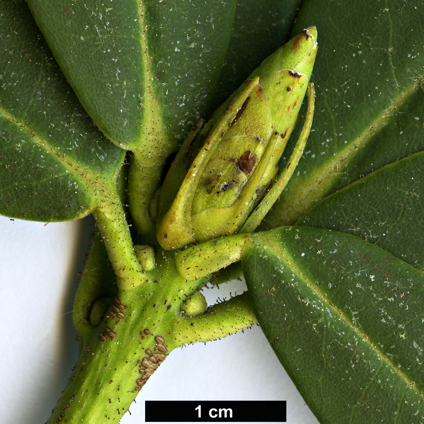 High resolution image: Family: Ericaceae - Genus: Rhododendron - Taxon: faucium