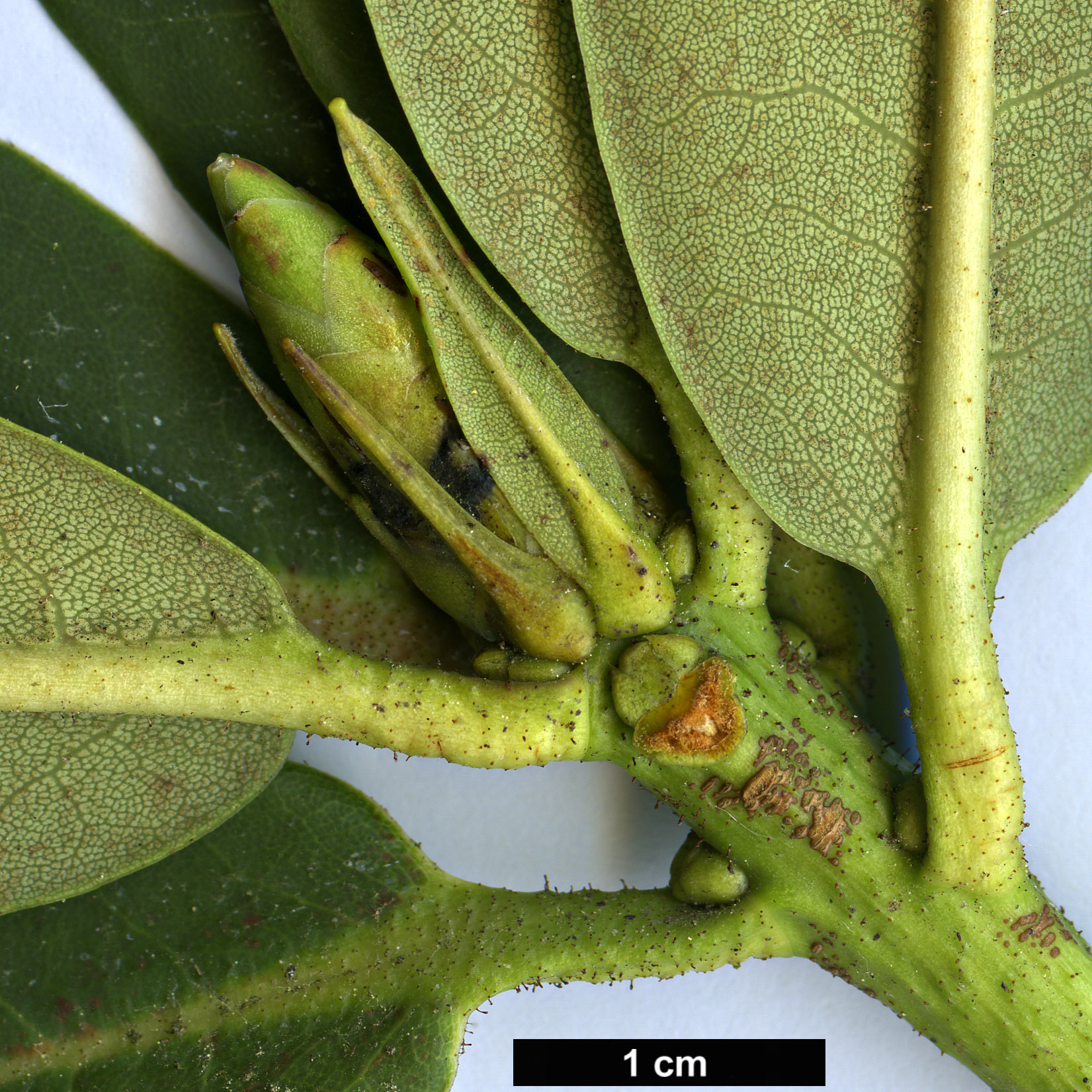 High resolution image: Family: Ericaceae - Genus: Rhododendron - Taxon: faucium