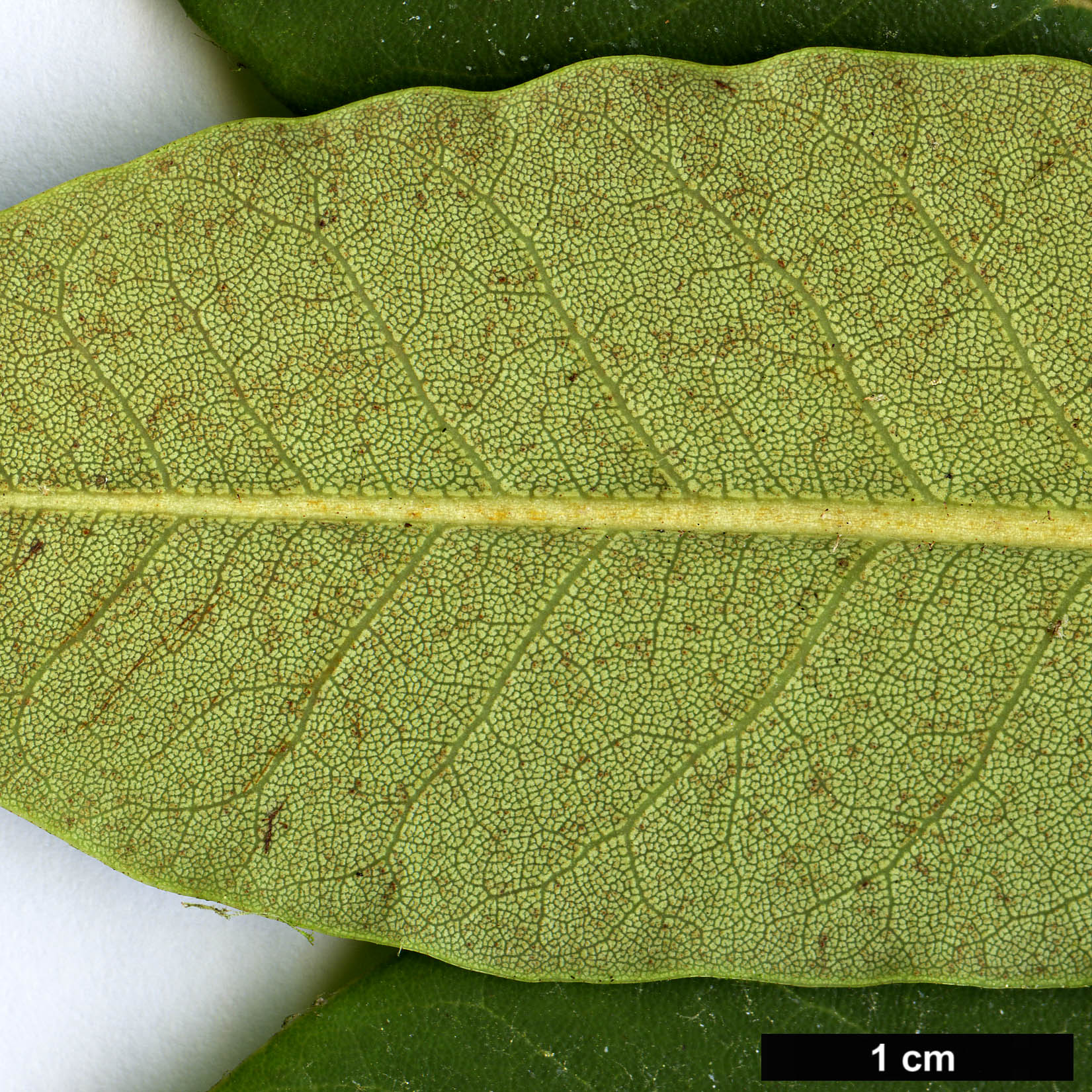 High resolution image: Family: Ericaceae - Genus: Rhododendron - Taxon: faucium