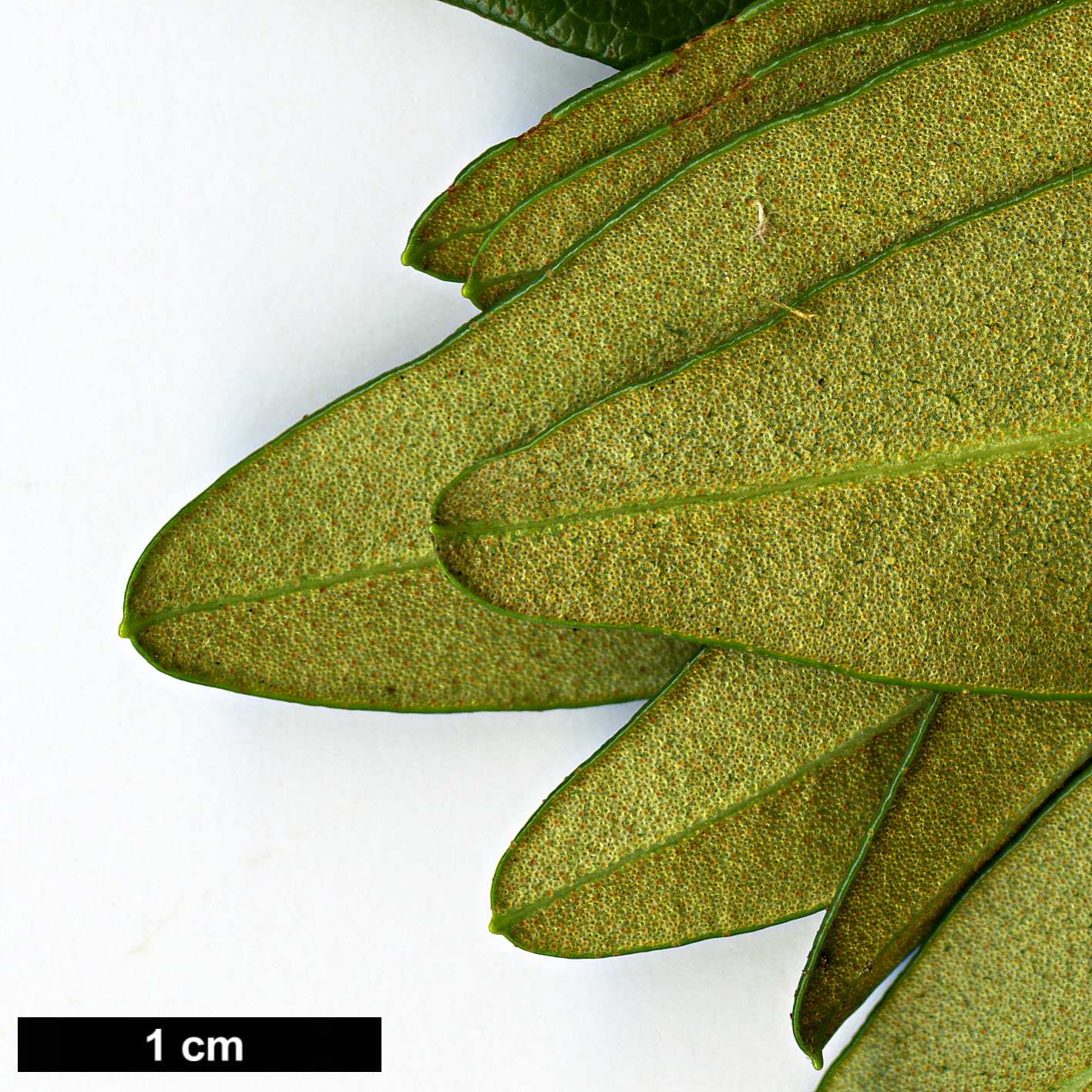 High resolution image: Family: Ericaceae - Genus: Rhododendron - Taxon: ferrugineum