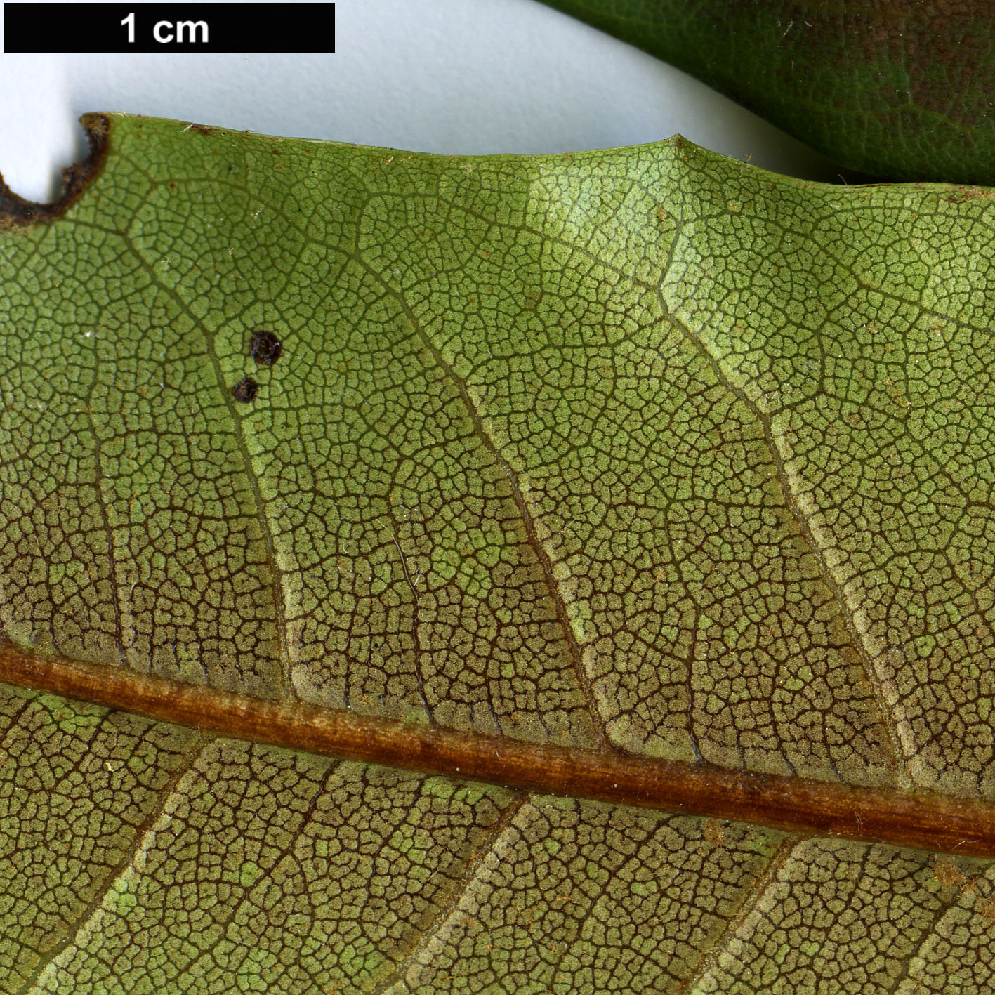 High resolution image: Family: Ericaceae - Genus: Rhododendron - Taxon: flavoflorum