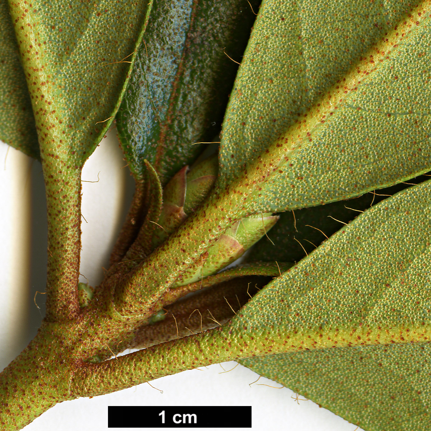 High resolution image: Family: Ericaceae - Genus: Rhododendron - Taxon: fleuryi