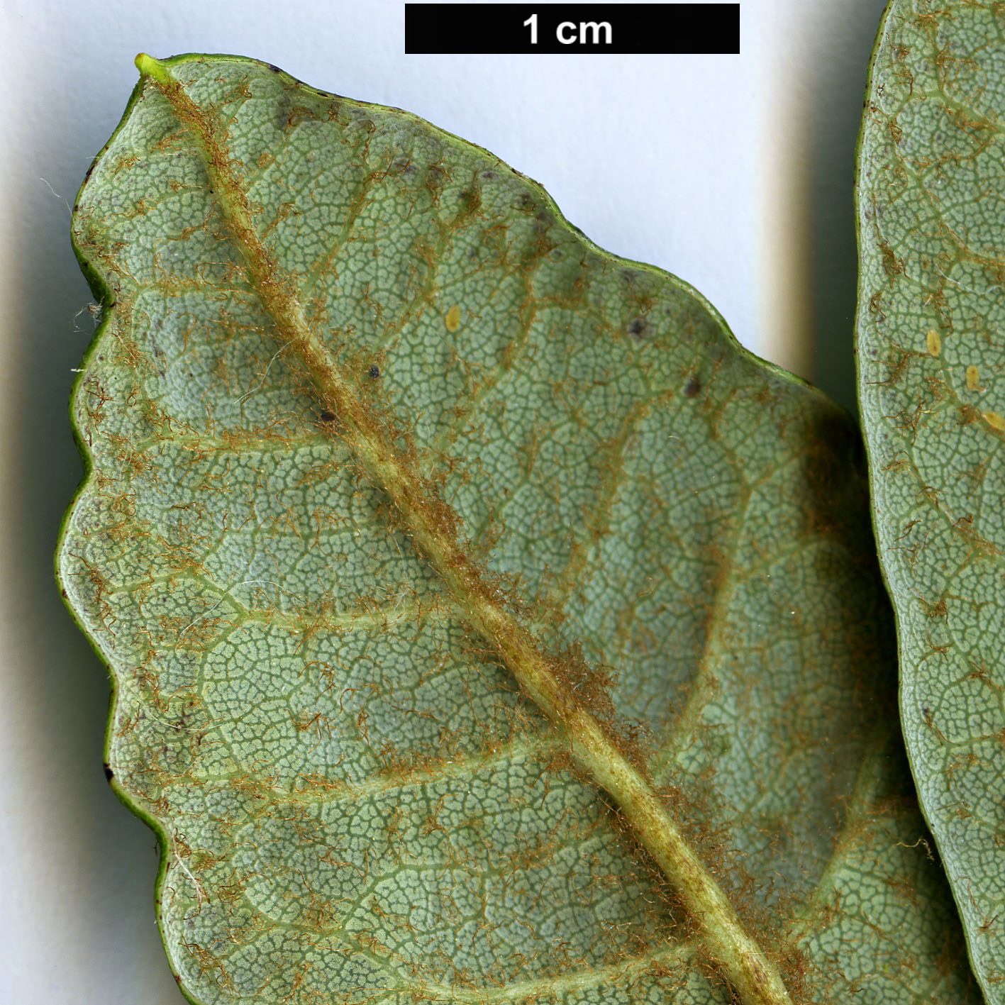 High resolution image: Family: Ericaceae - Genus: Rhododendron - Taxon: floccigerum