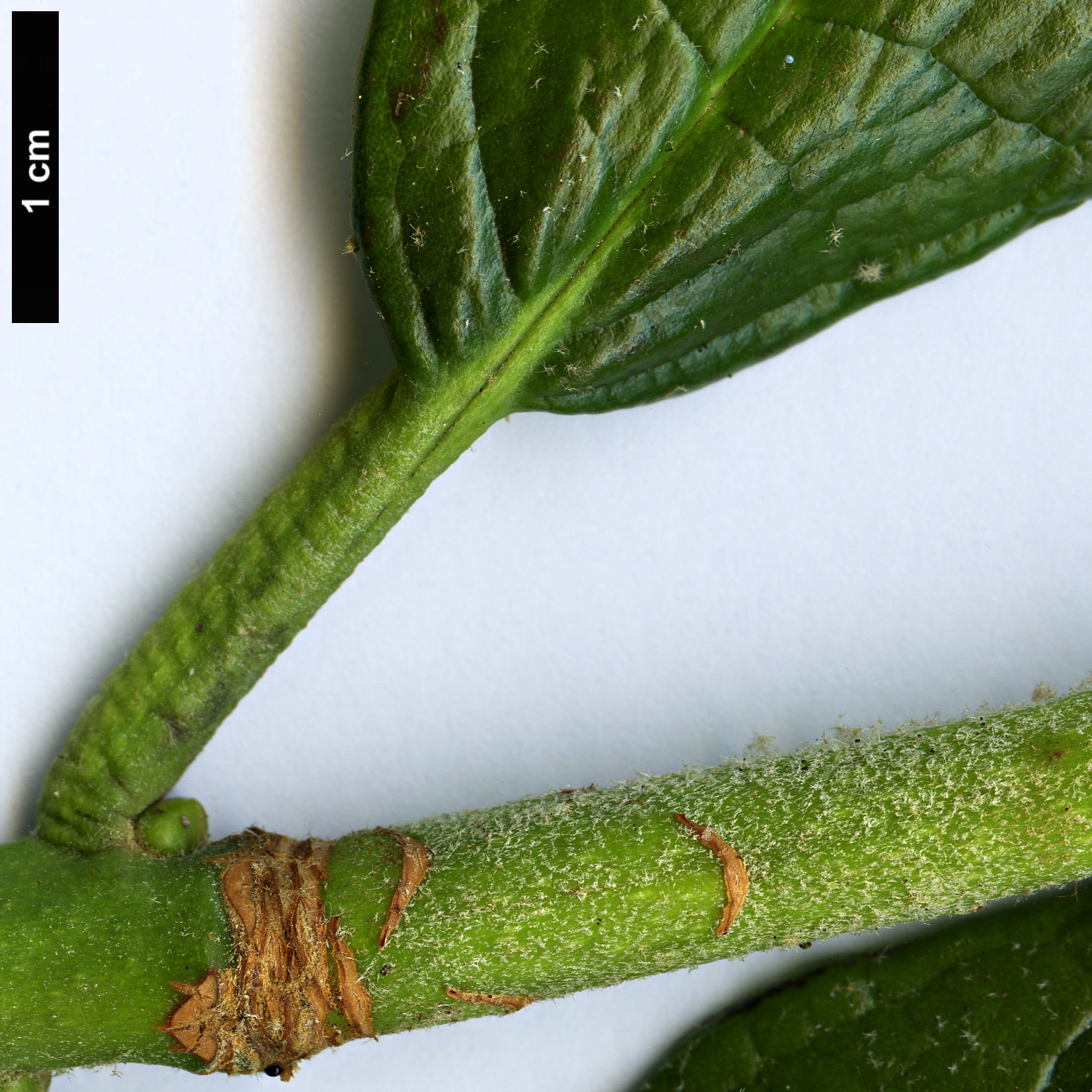 High resolution image: Family: Ericaceae - Genus: Rhododendron - Taxon: floribundum