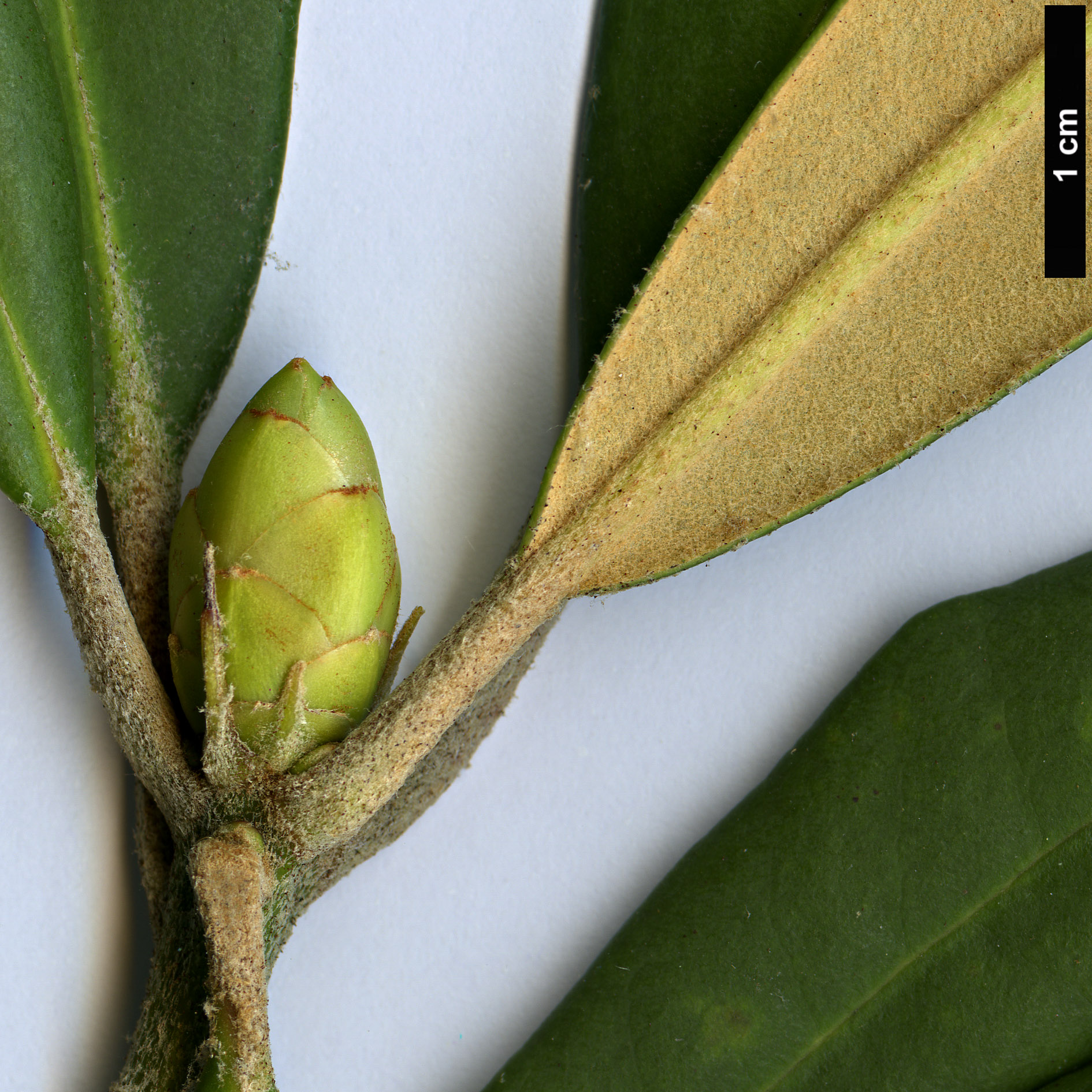 High resolution image: Family: Ericaceae - Genus: Rhododendron - Taxon: formosanum