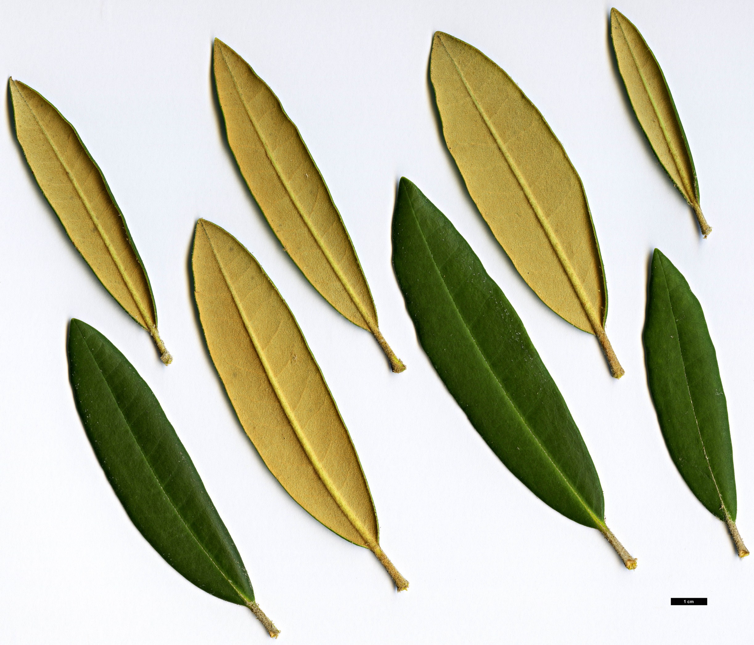 High resolution image: Family: Ericaceae - Genus: Rhododendron - Taxon: formosanum