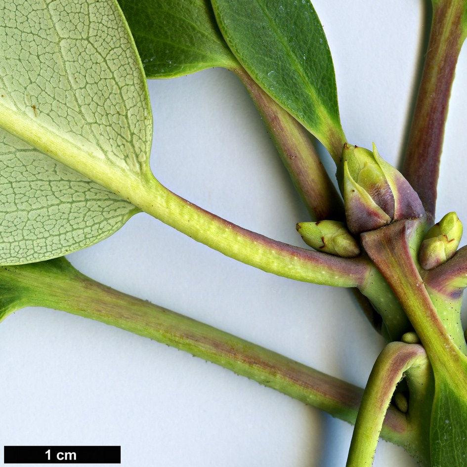 High resolution image: Family: Ericaceae - Genus: Rhododendron - Taxon: fortunei