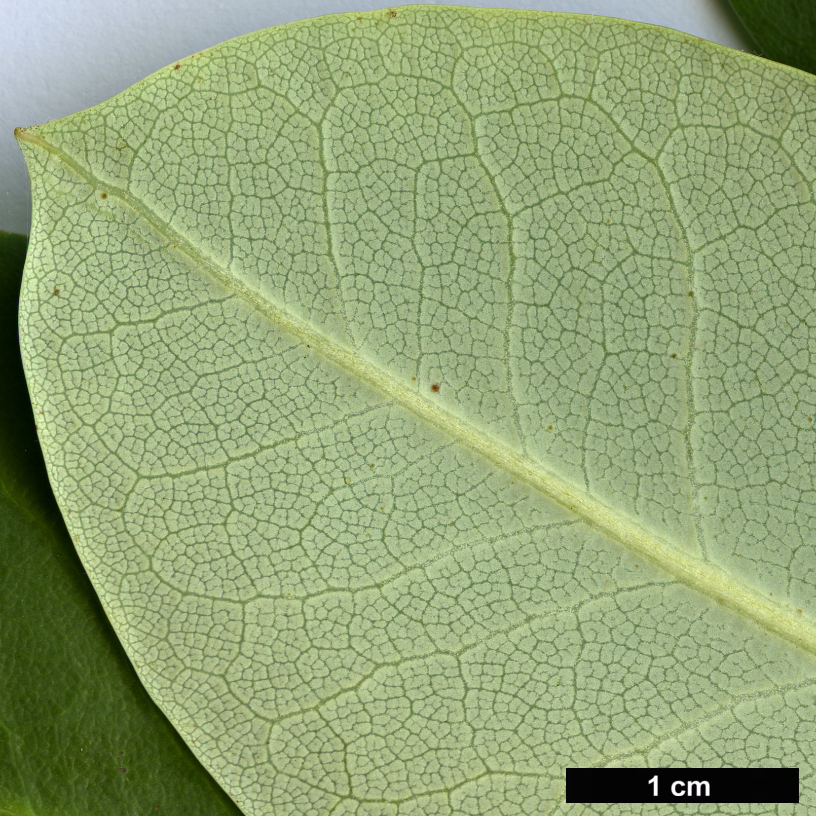 High resolution image: Family: Ericaceae - Genus: Rhododendron - Taxon: fortunei