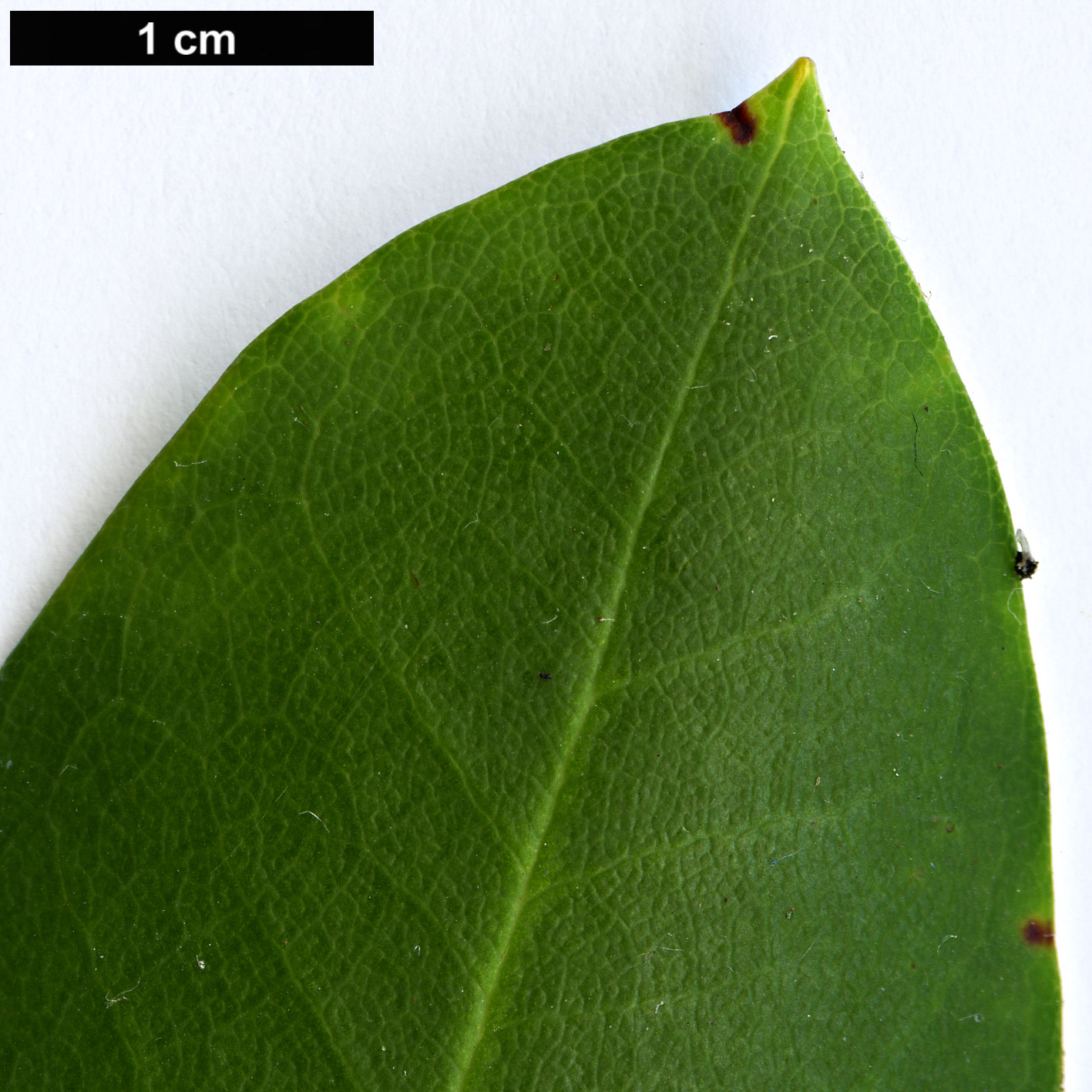 High resolution image: Family: Ericaceae - Genus: Rhododendron - Taxon: fortunei