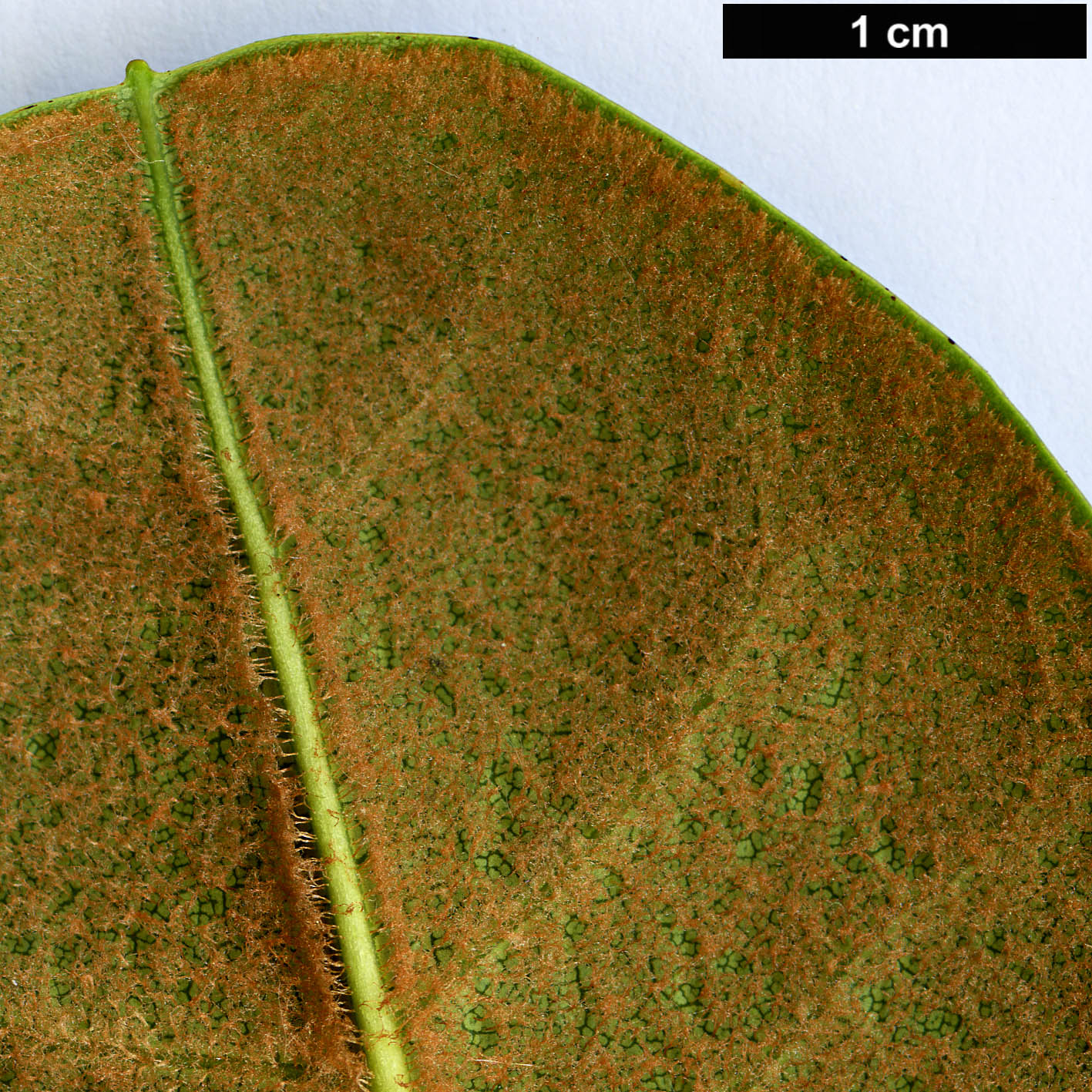 High resolution image: Family: Ericaceae - Genus: Rhododendron - Taxon: fulgens
