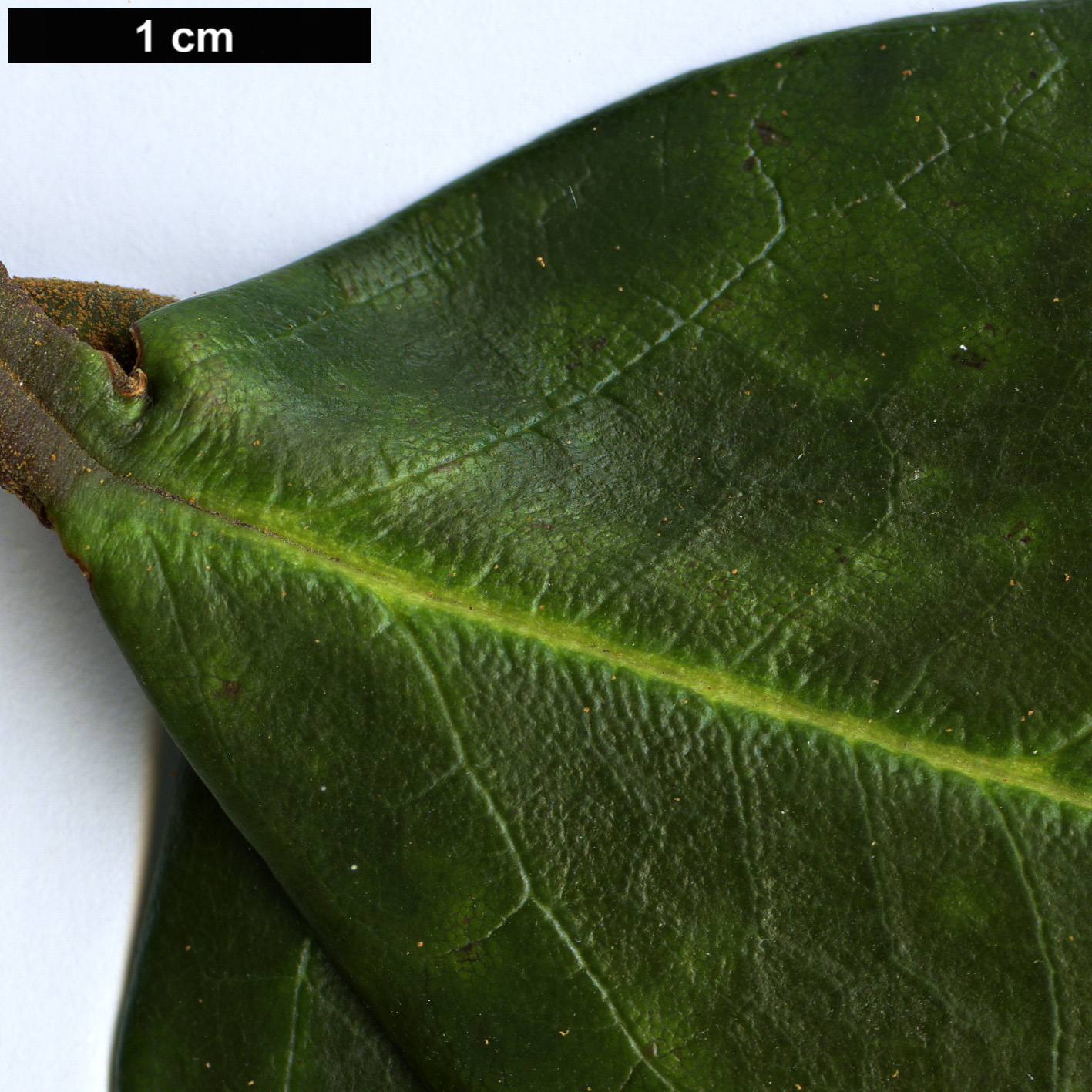 High resolution image: Family: Ericaceae - Genus: Rhododendron - Taxon: fulvum