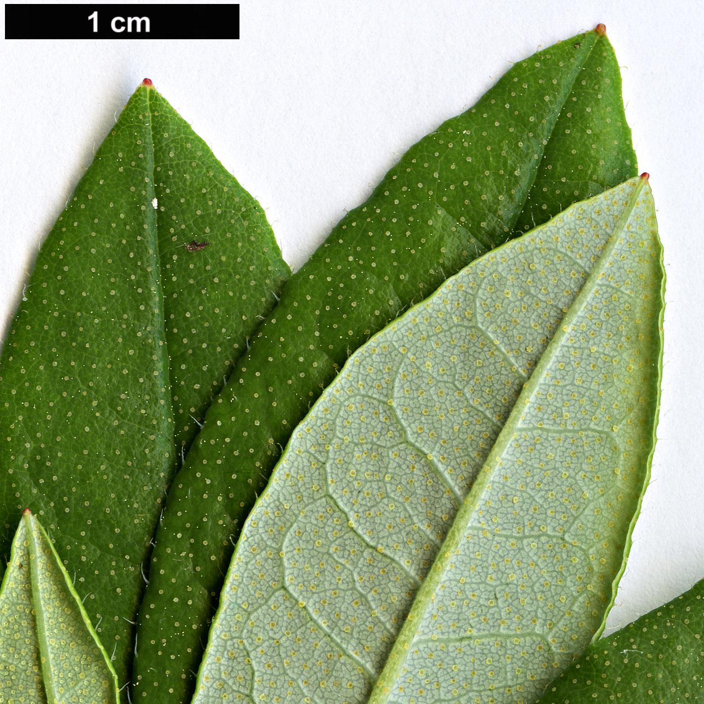 High resolution image: Family: Ericaceae - Genus: Rhododendron - Taxon: fuyuanense