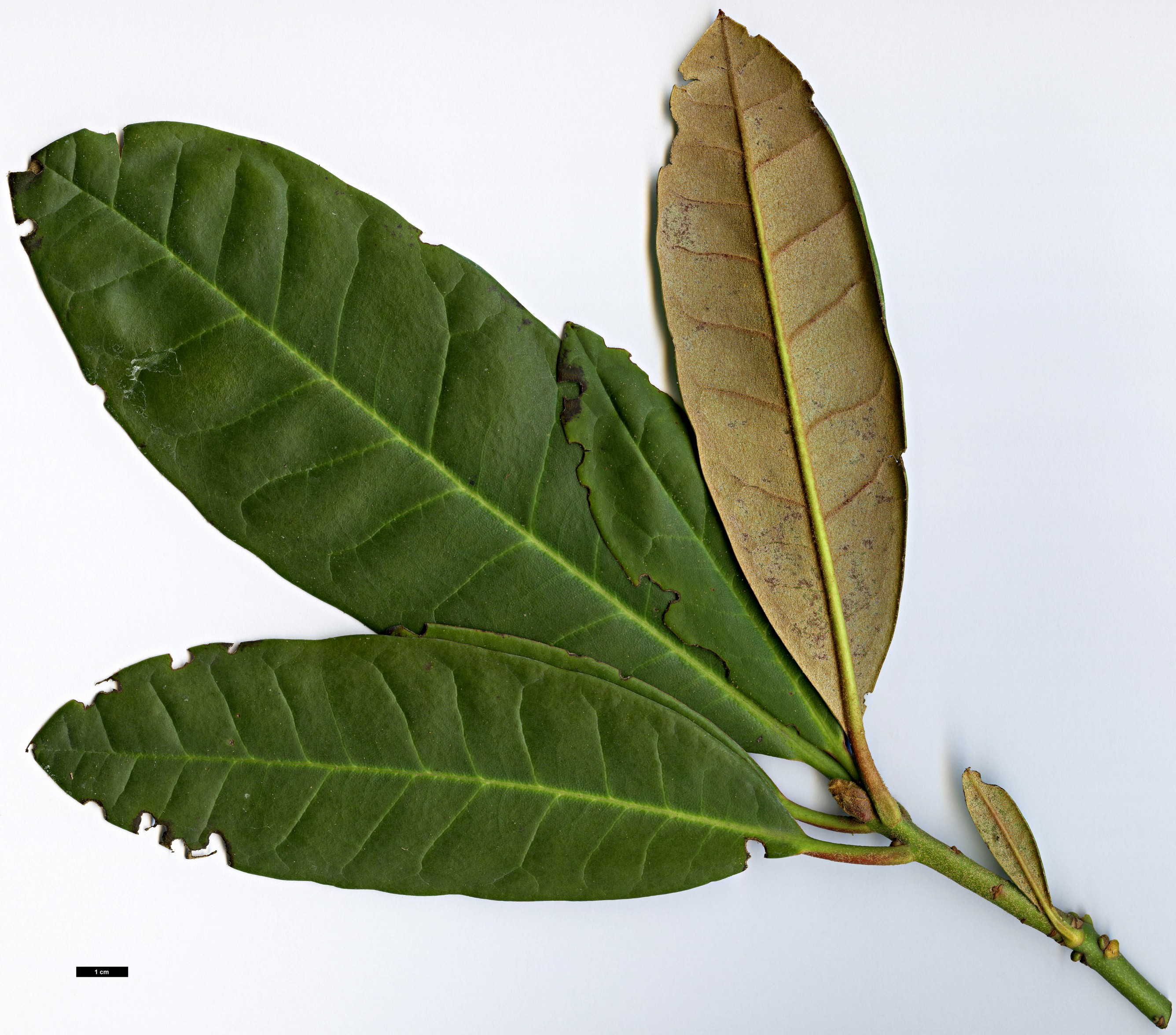 High resolution image: Family: Ericaceae - Genus: Rhododendron - Taxon: galactinum