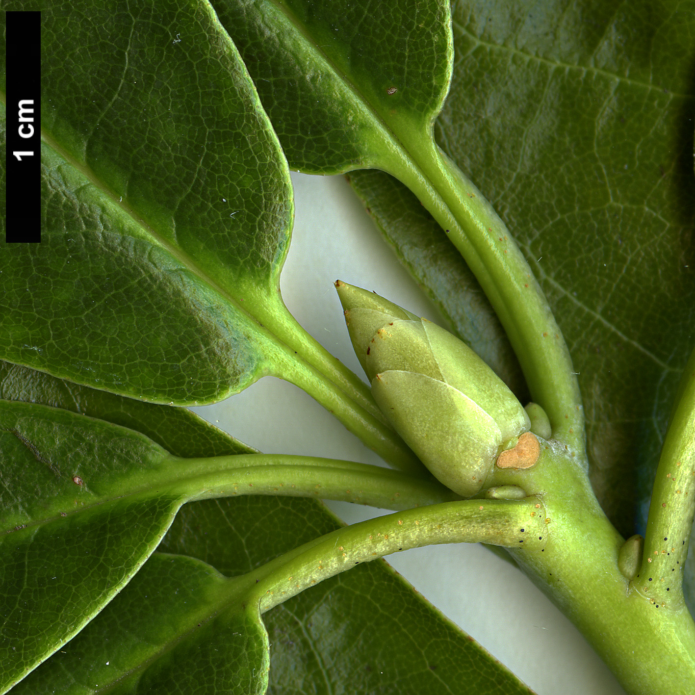 High resolution image: Family: Ericaceae - Genus: Rhododendron - Taxon: genestierianum