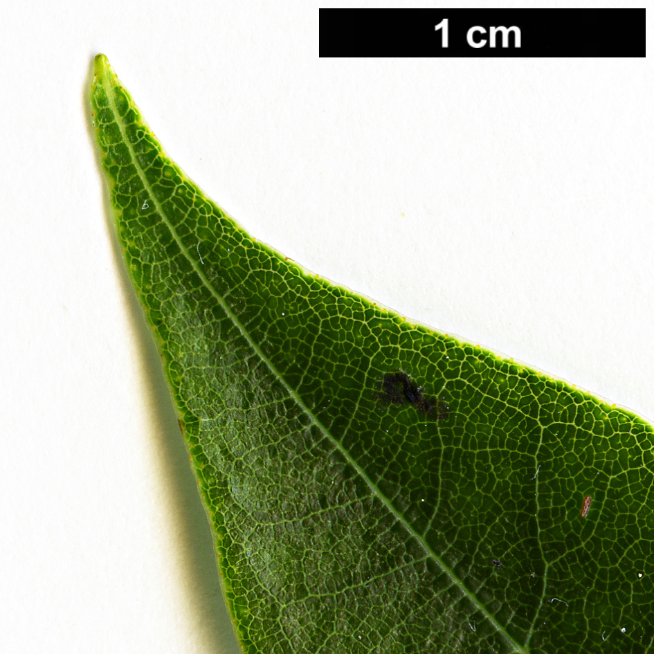 High resolution image: Family: Ericaceae - Genus: Rhododendron - Taxon: genestierianum