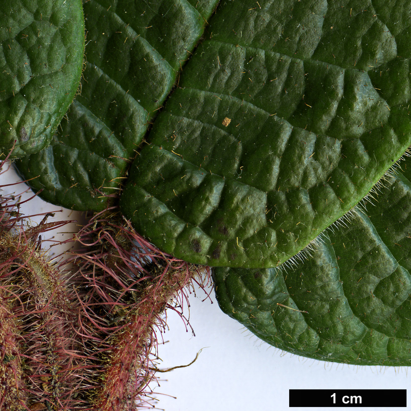 High resolution image: Family: Ericaceae - Genus: Rhododendron - Taxon: glischroides