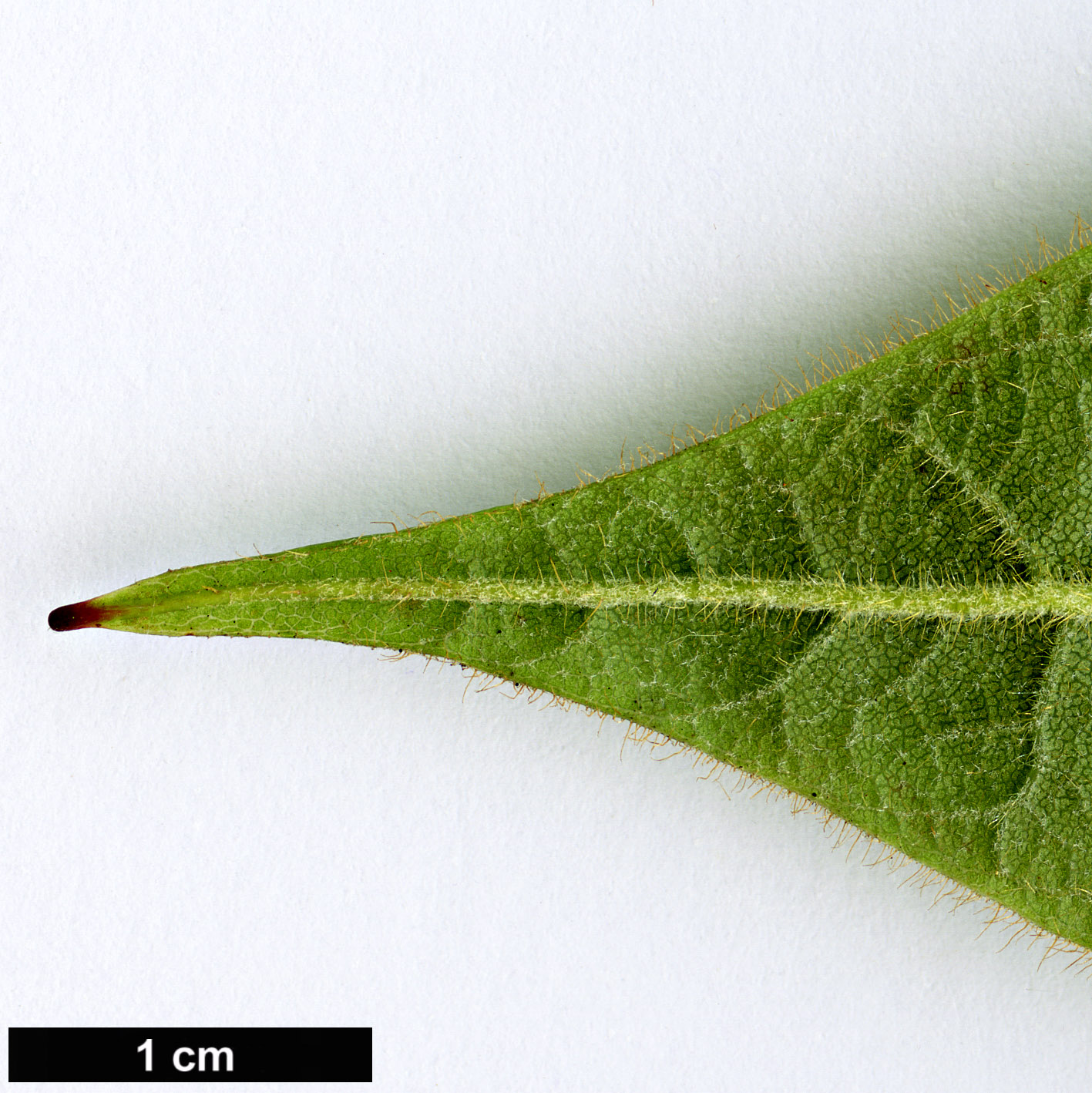 High resolution image: Family: Ericaceae - Genus: Rhododendron - Taxon: glischroides