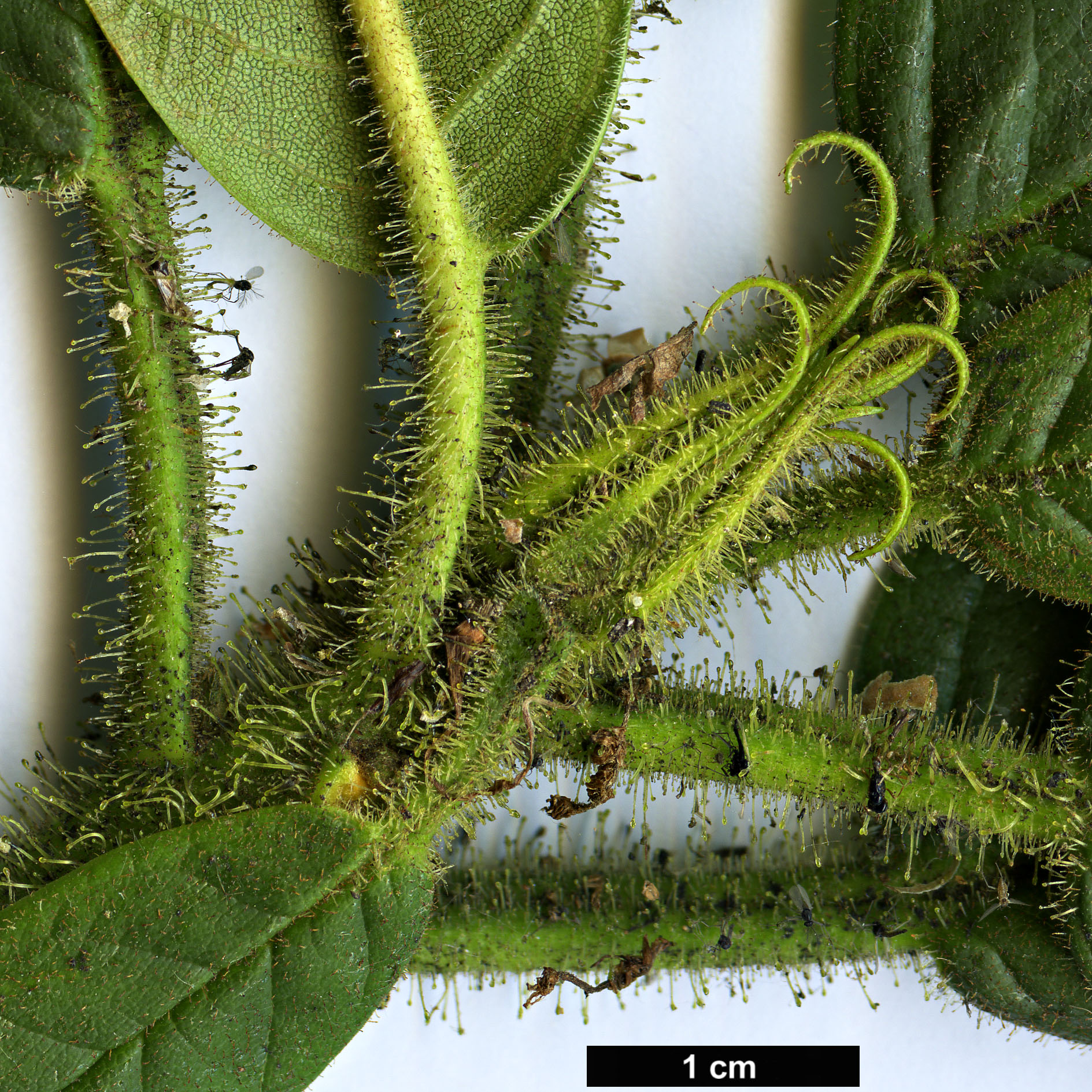 High resolution image: Family: Ericaceae - Genus: Rhododendron - Taxon: glischrum