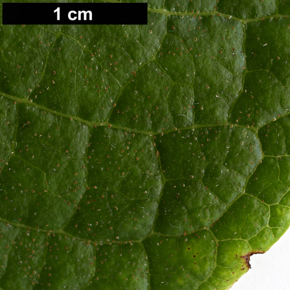 High resolution image: Family: Ericaceae - Genus: Rhododendron - Taxon: goreri