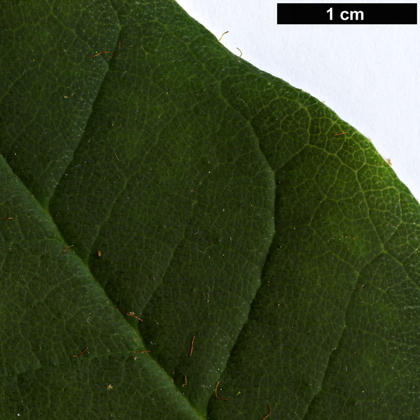 High resolution image: Family: Ericaceae - Genus: Rhododendron - Taxon: griersonianum