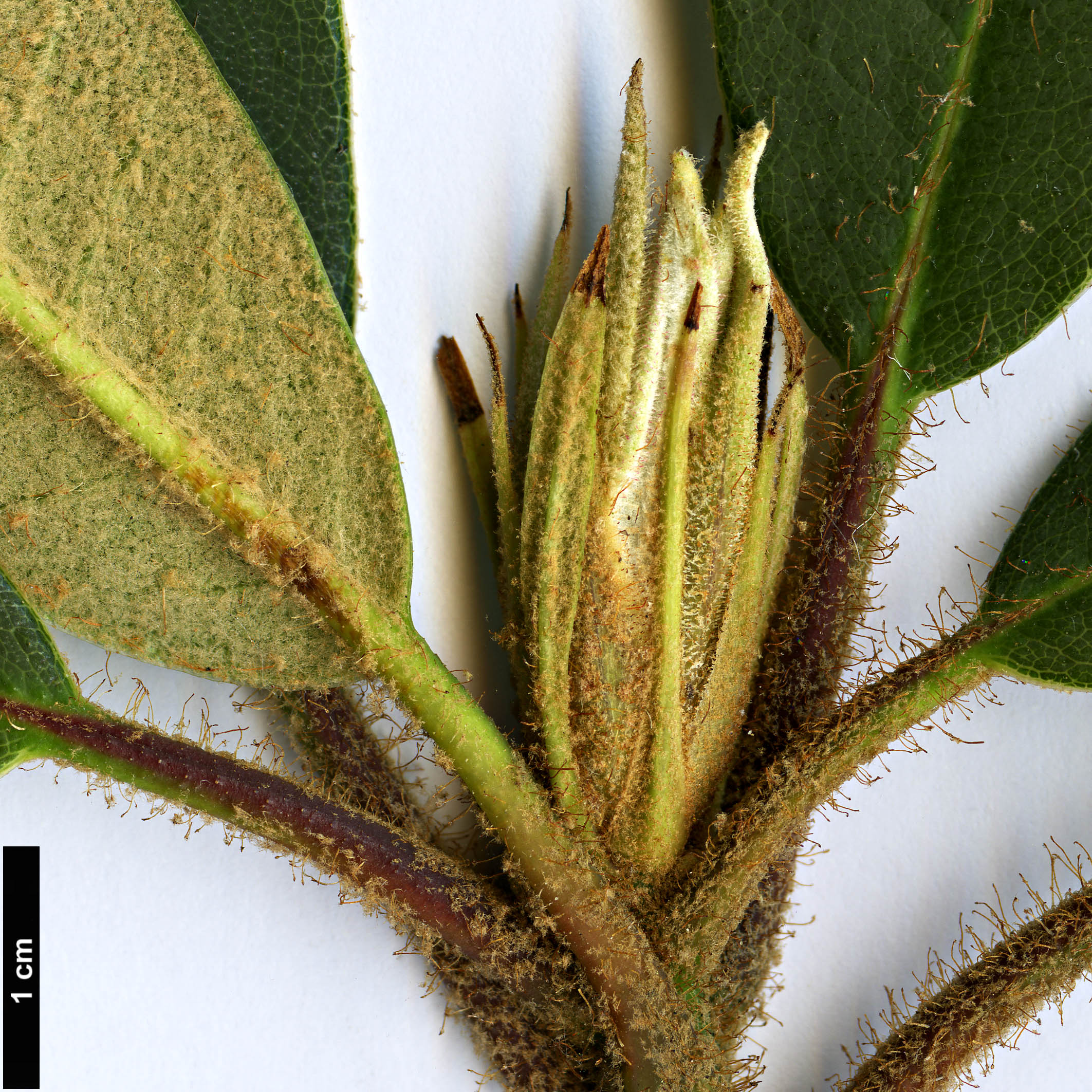 High resolution image: Family: Ericaceae - Genus: Rhododendron - Taxon: griersonianum