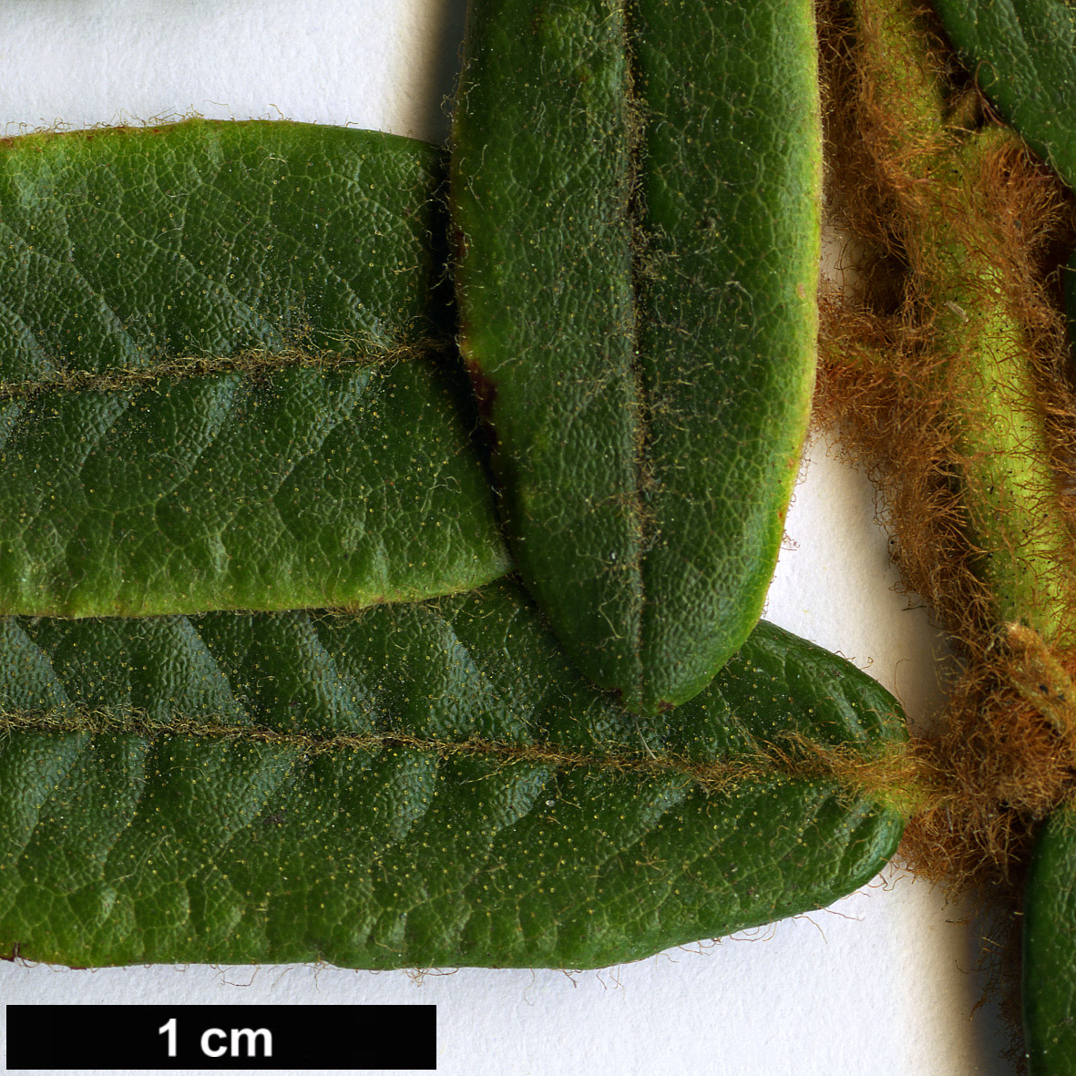 High resolution image: Family: Ericaceae - Genus: Rhododendron - Taxon: groenlandicum