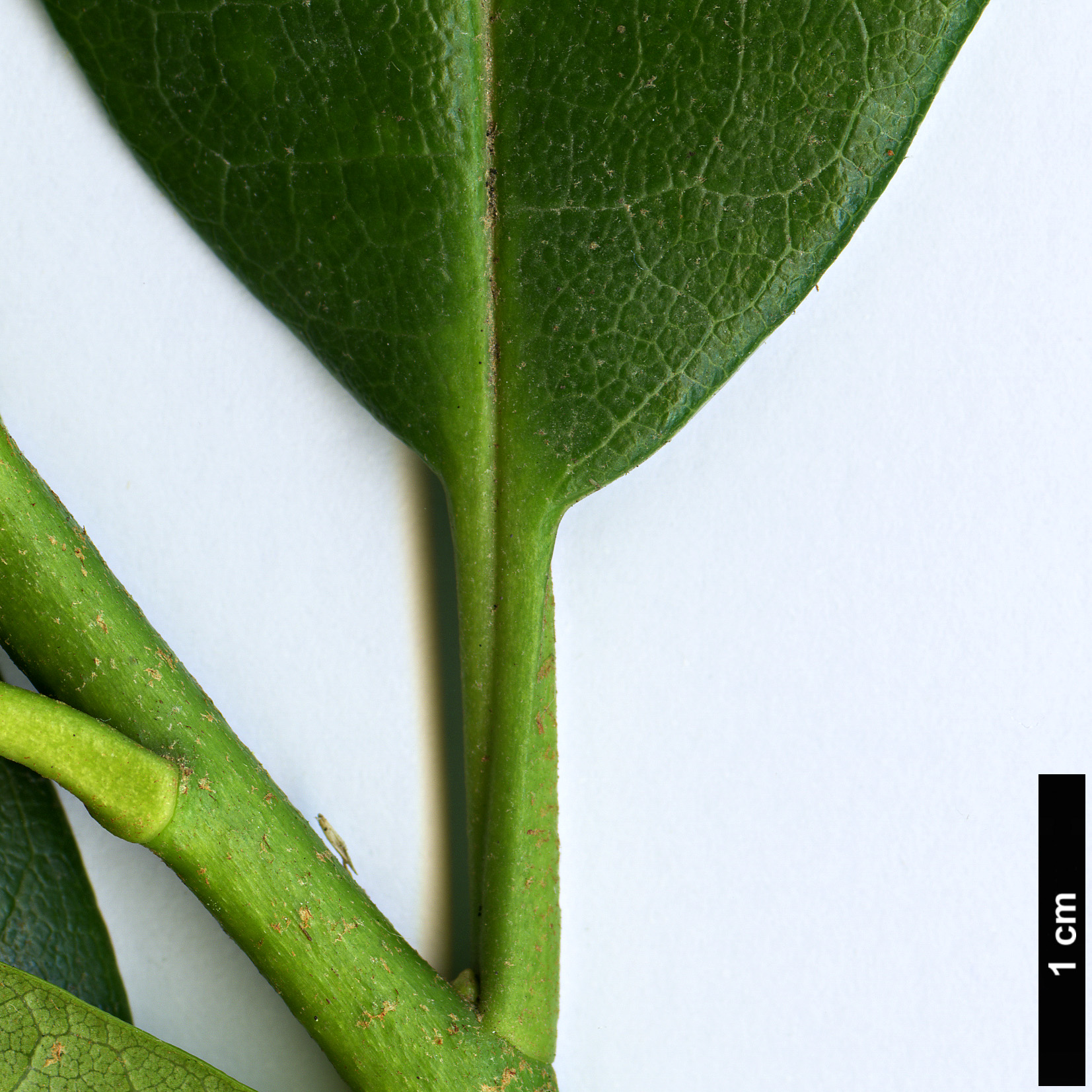 High resolution image: Family: Ericaceae - Genus: Rhododendron - Taxon: guihainianum