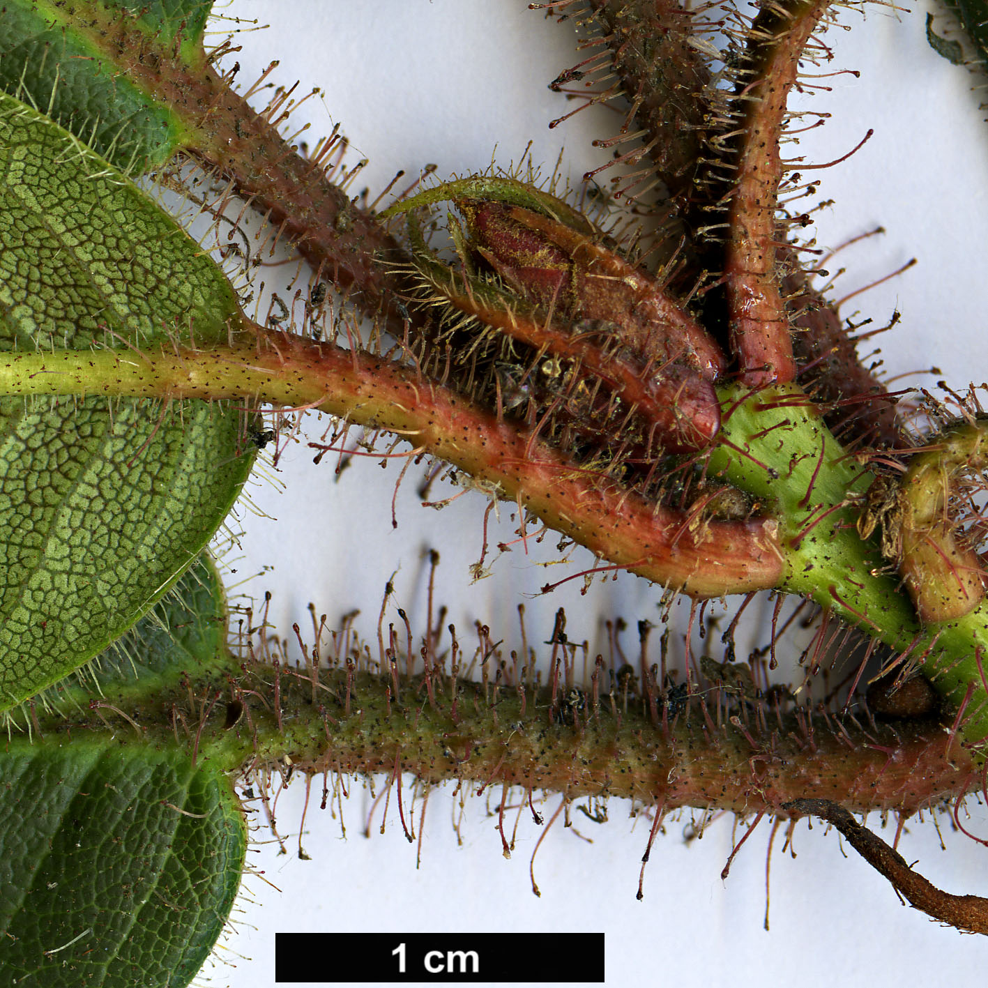 High resolution image: Family: Ericaceae - Genus: Rhododendron - Taxon: habrotrichum