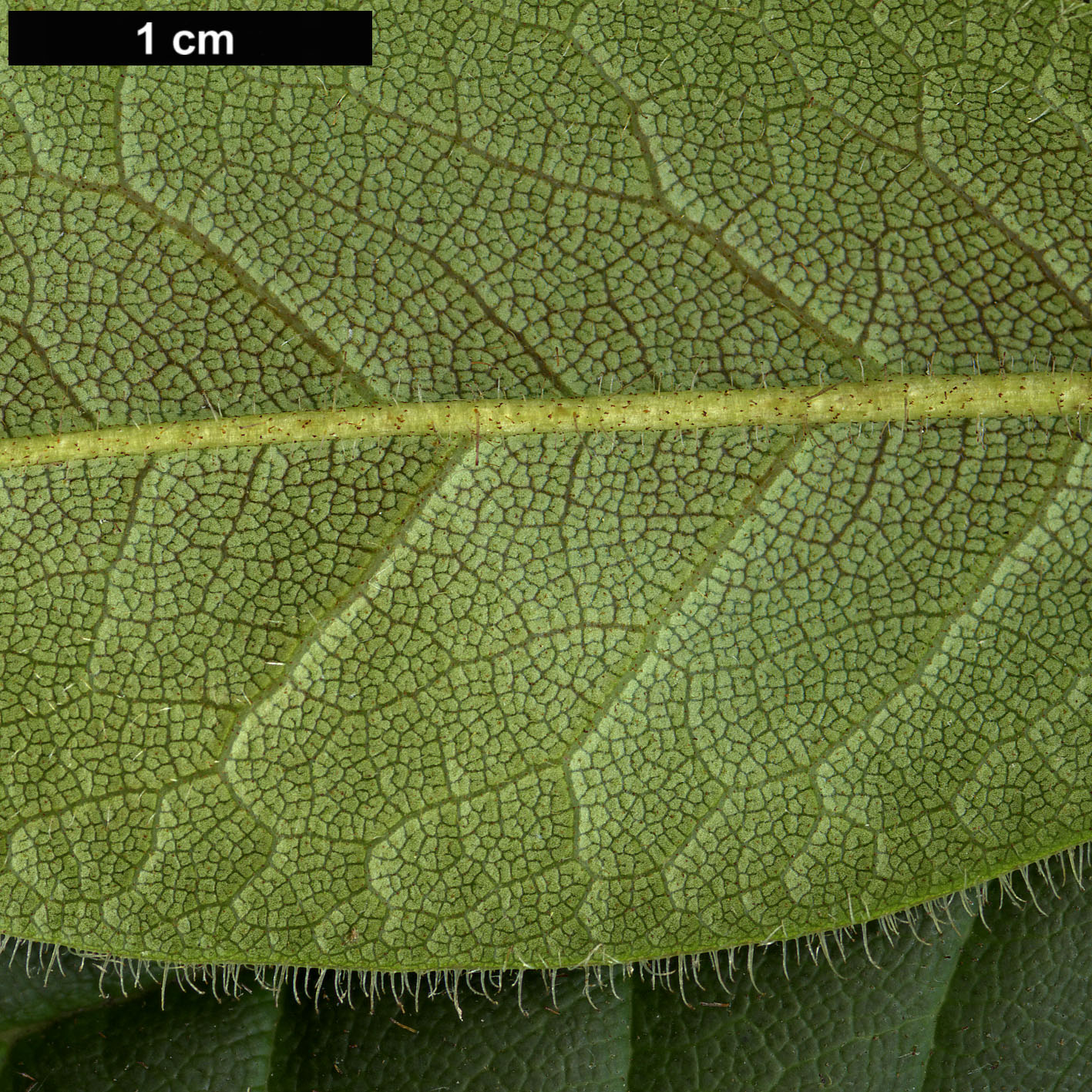 High resolution image: Family: Ericaceae - Genus: Rhododendron - Taxon: habrotrichum