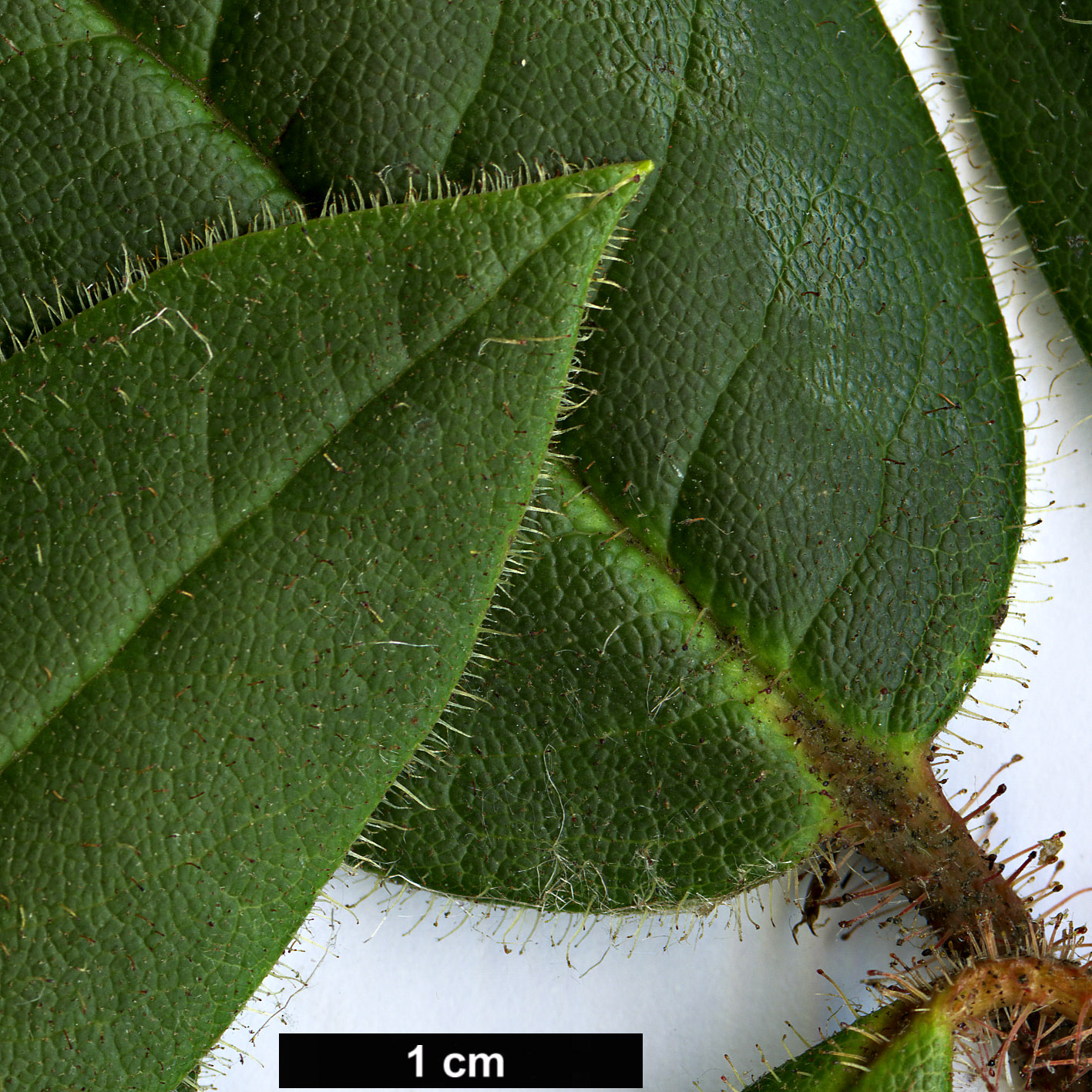 High resolution image: Family: Ericaceae - Genus: Rhododendron - Taxon: habrotrichum