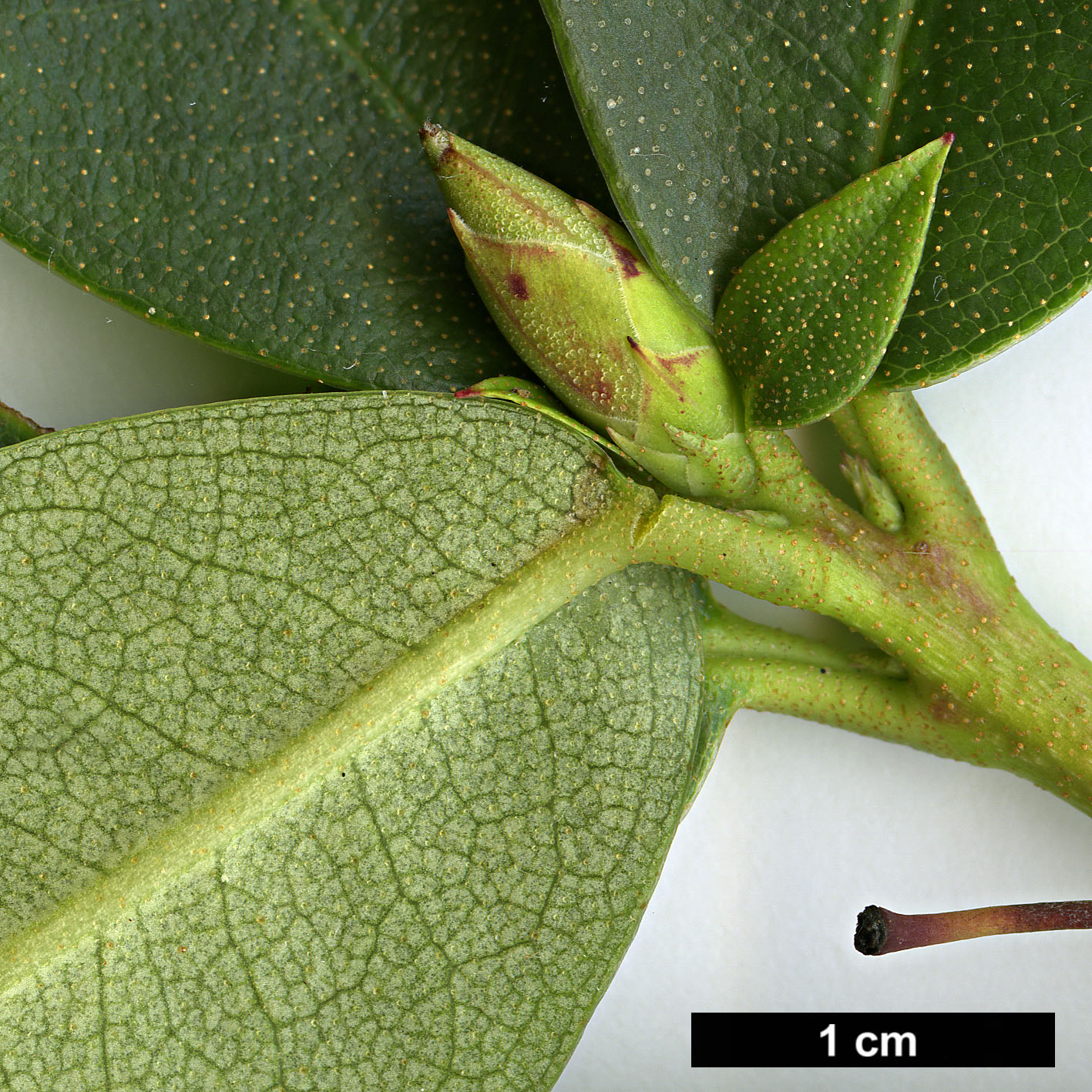 High resolution image: Family: Ericaceae - Genus: Rhododendron - Taxon: hancenanum