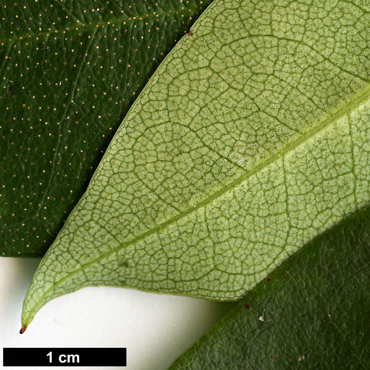 High resolution image: Family: Ericaceae - Genus: Rhododendron - Taxon: hancenanum