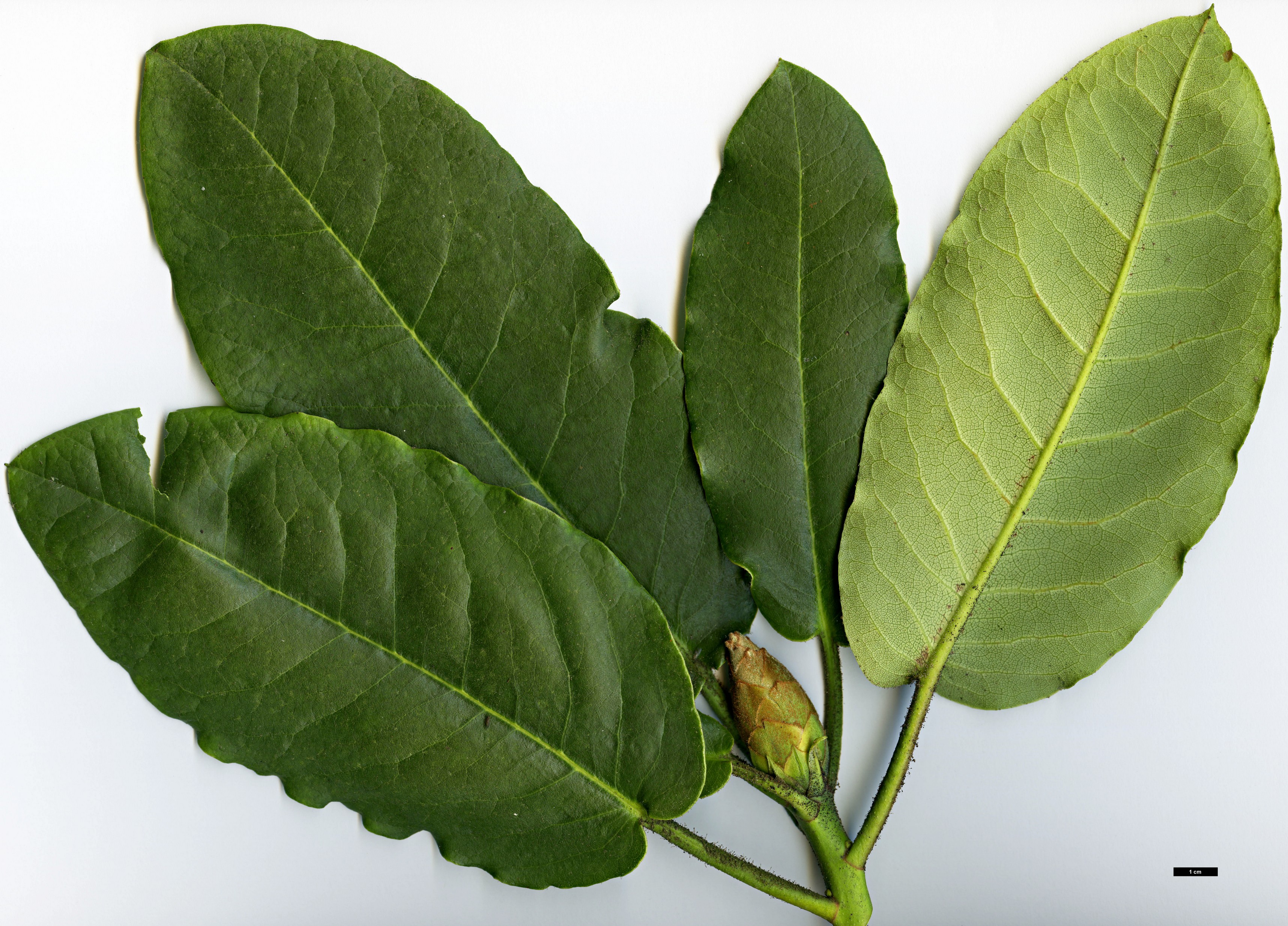 High resolution image: Family: Ericaceae - Genus: Rhododendron - Taxon: hemsleyanum