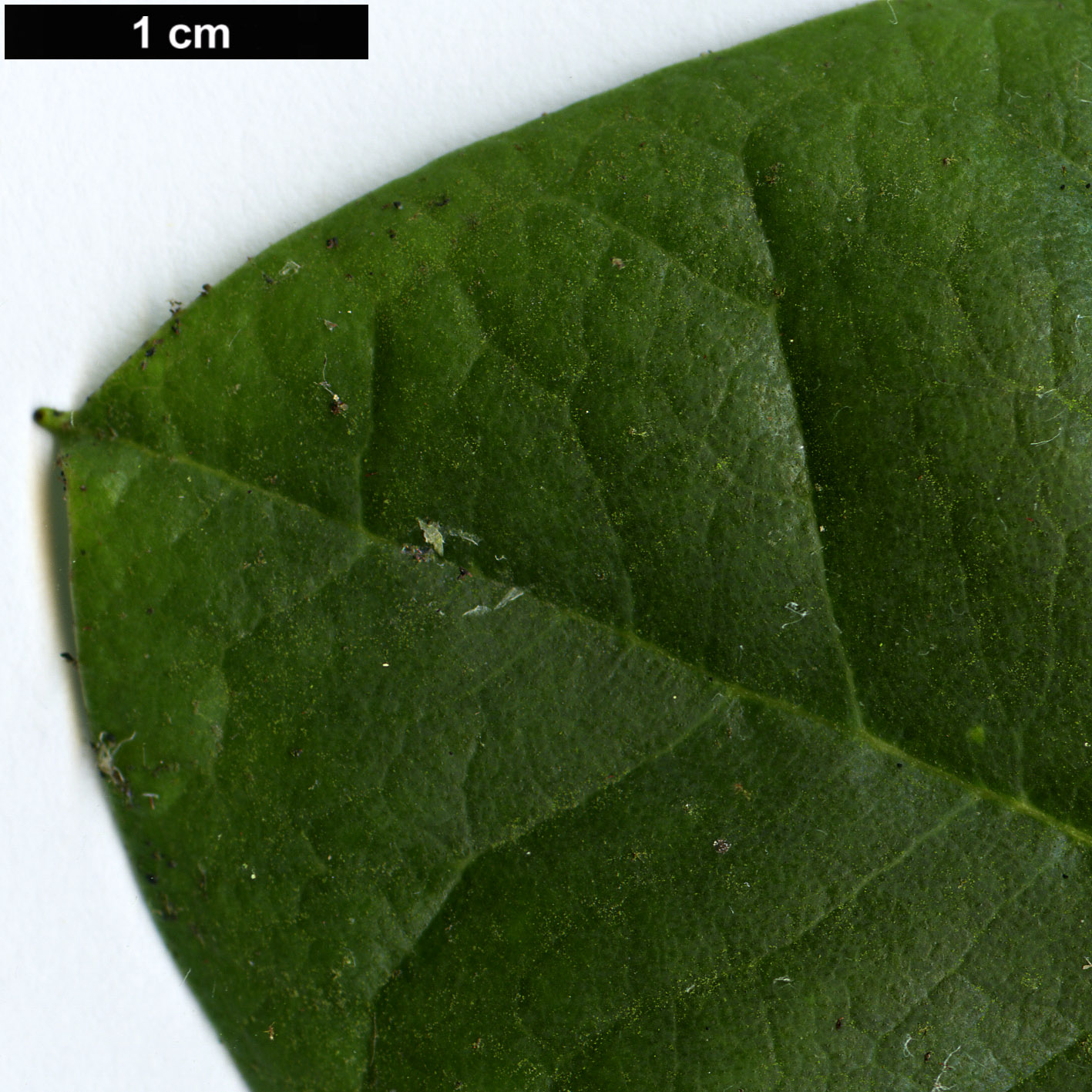 High resolution image: Family: Ericaceae - Genus: Rhododendron - Taxon: hemsleyanum