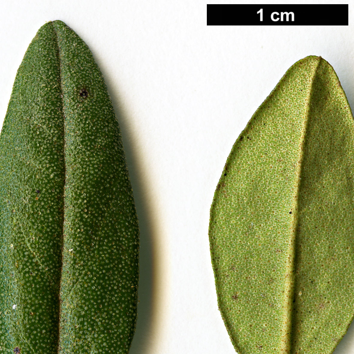 High resolution image: Family: Ericaceae - Genus: Rhododendron - Taxon: hippophaeoides