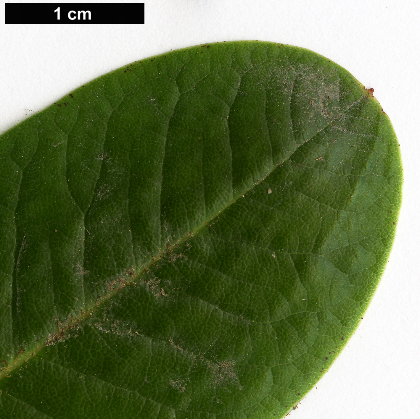 High resolution image: Family: Ericaceae - Genus: Rhododendron - Taxon: hirtipes