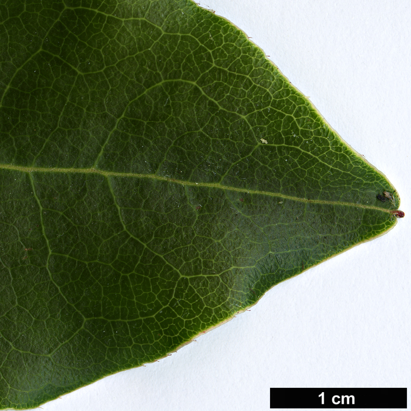 High resolution image: Family: Ericaceae - Genus: Rhododendron - Taxon: hongkongense