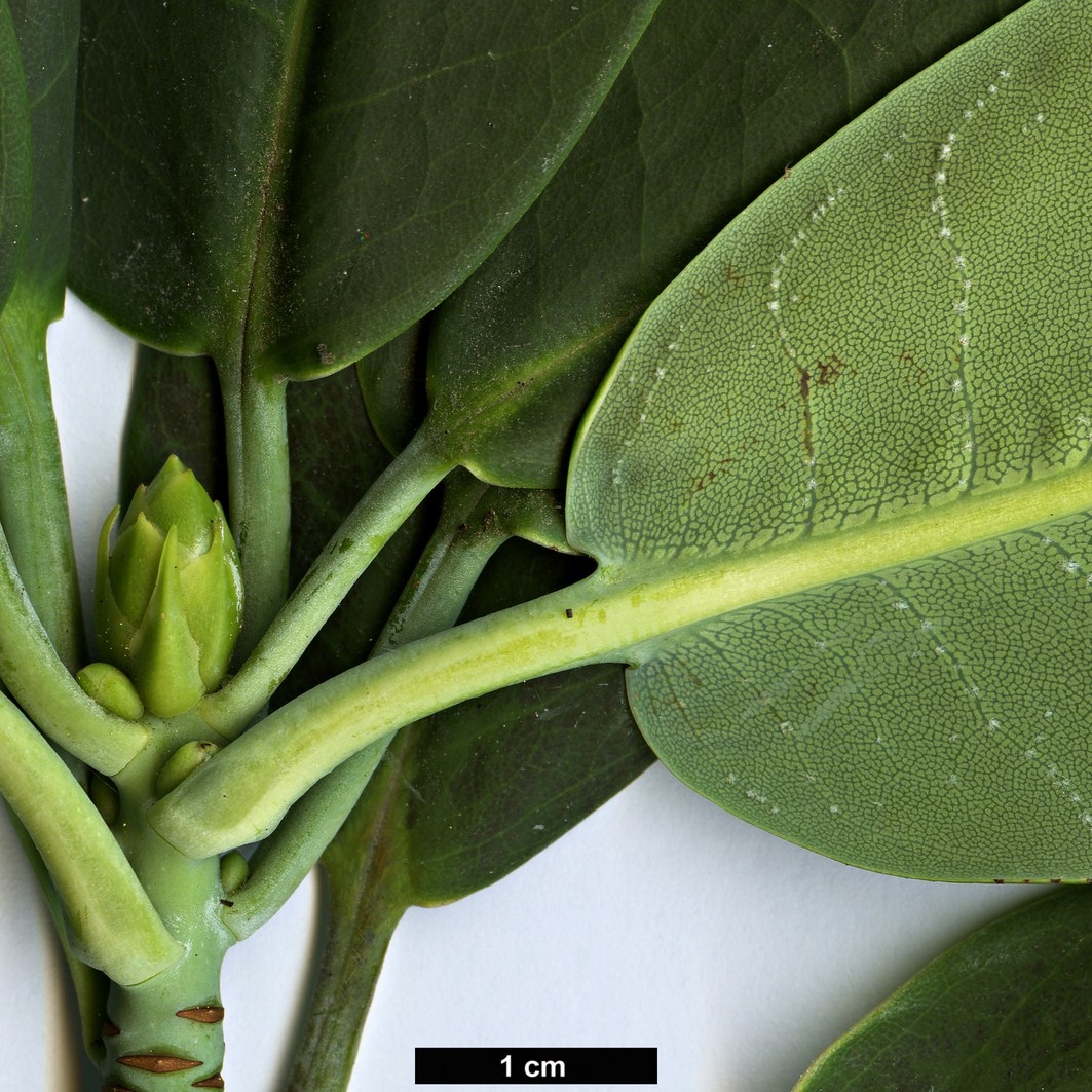 High resolution image: Family: Ericaceae - Genus: Rhododendron - Taxon: hookeri