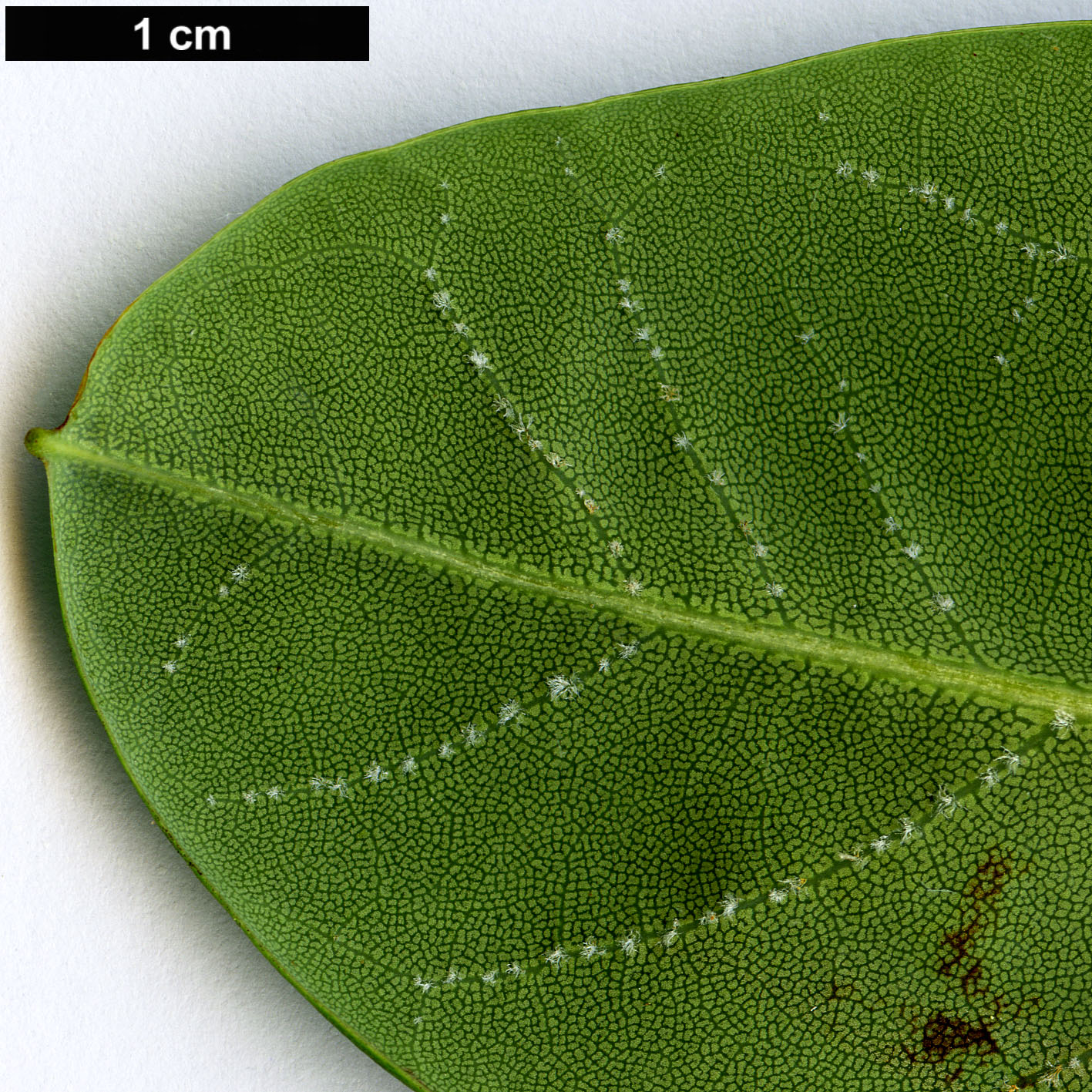 High resolution image: Family: Ericaceae - Genus: Rhododendron - Taxon: hookeri