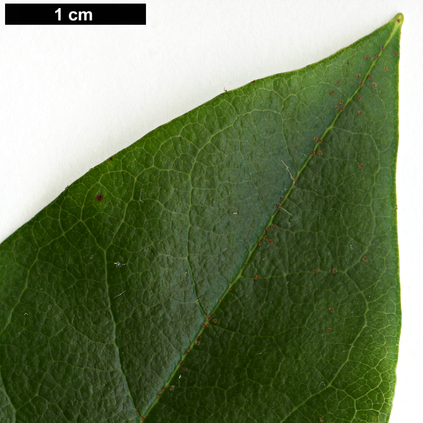 High resolution image: Family: Ericaceae - Genus: Rhododendron - Taxon: horlickianum