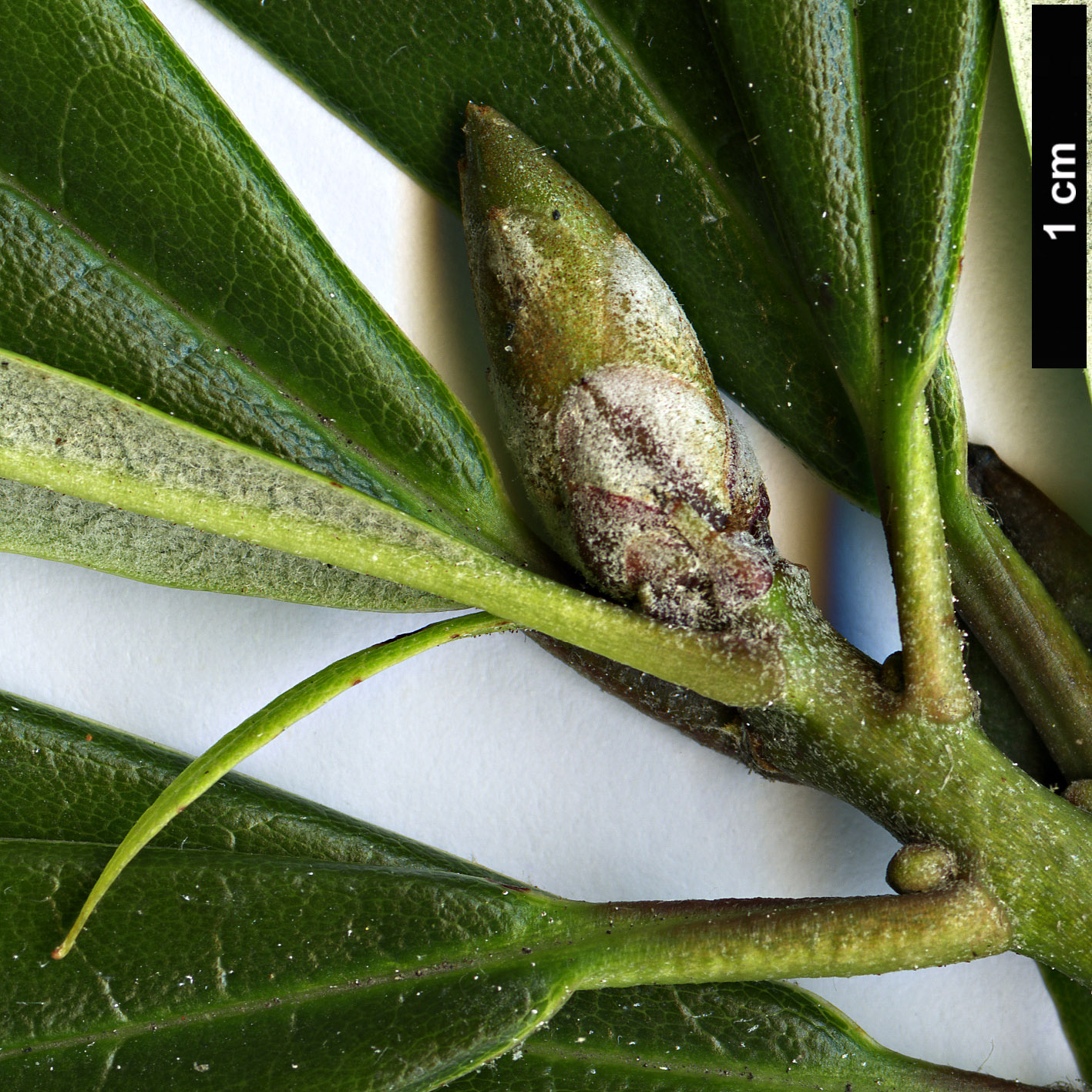 High resolution image: Family: Ericaceae - Genus: Rhododendron - Taxon: hunnewellianum