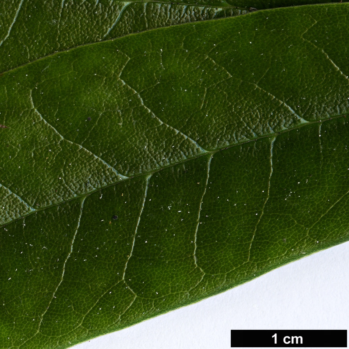 High resolution image: Family: Ericaceae - Genus: Rhododendron - Taxon: hunnewellianum